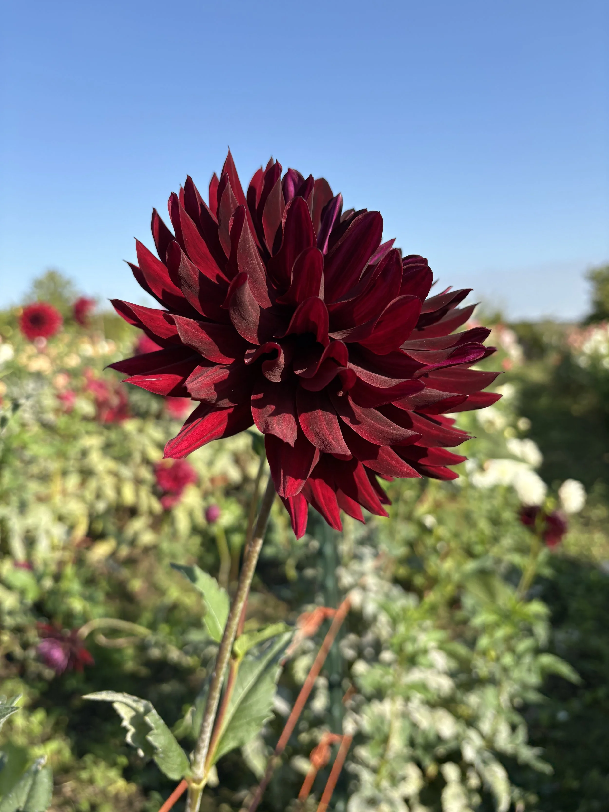 Hollyhill Black Beauty3.JPG