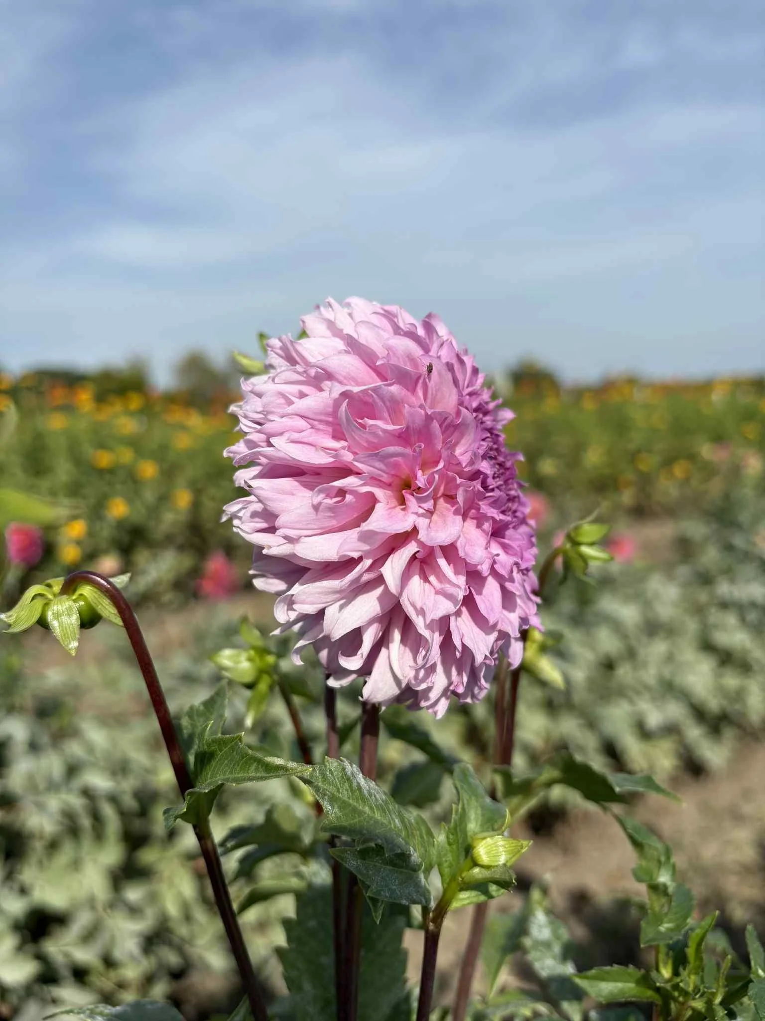 Lee's Viola Frost2.jpg