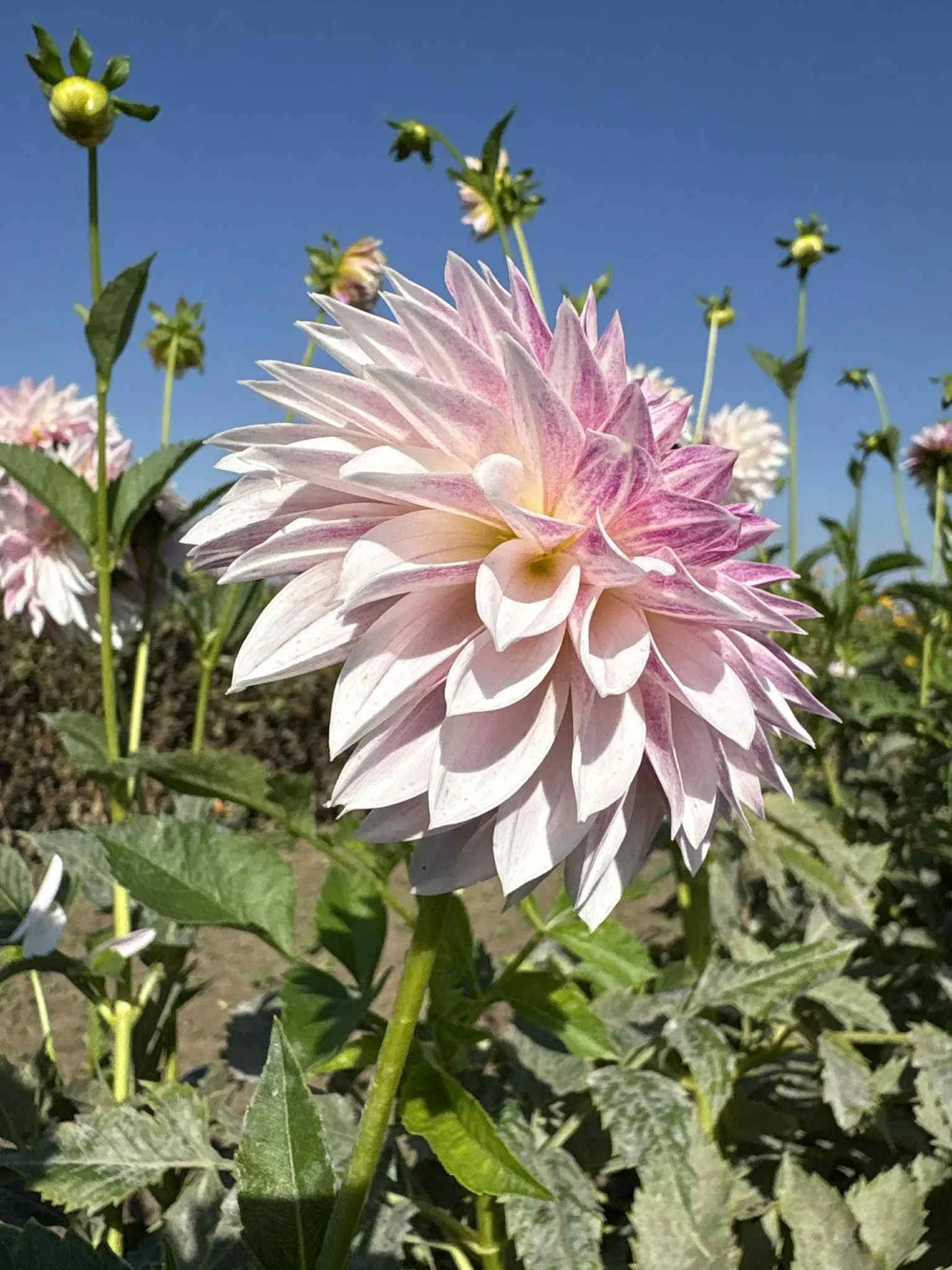 BQ Endlessession.jpg