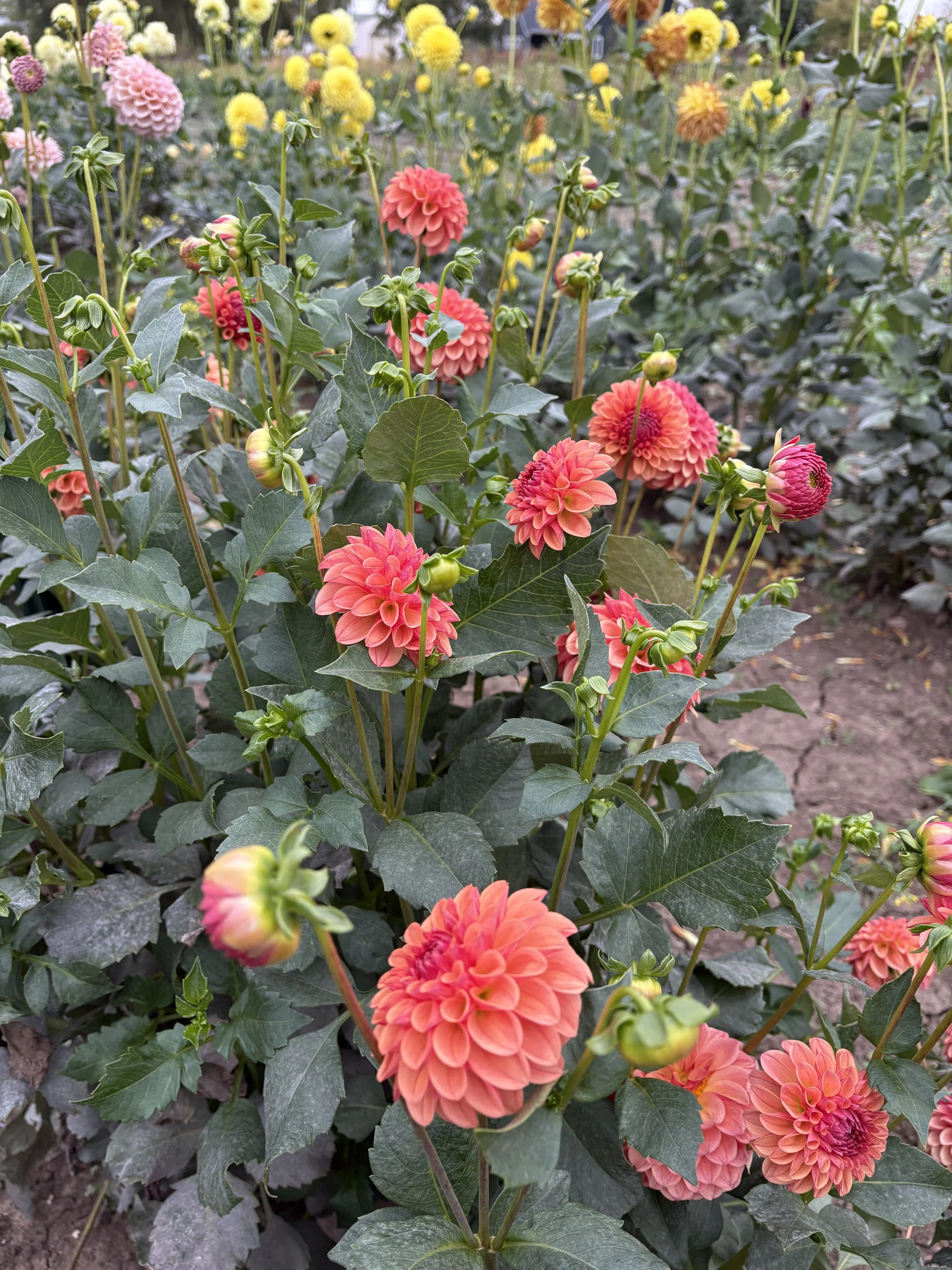 KA Blood Orange4.JPG