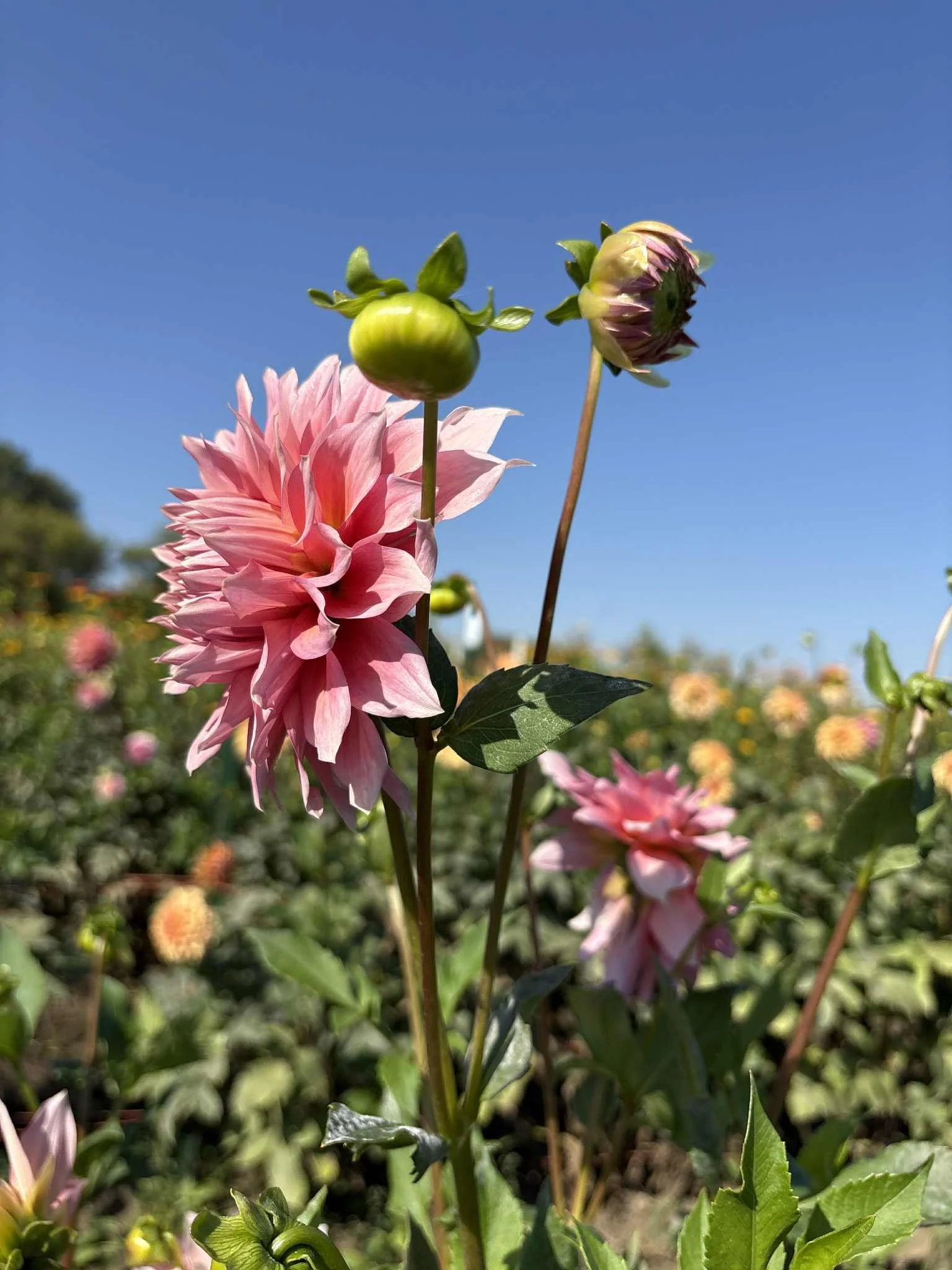 Wyn's Pink Pearl.jpg