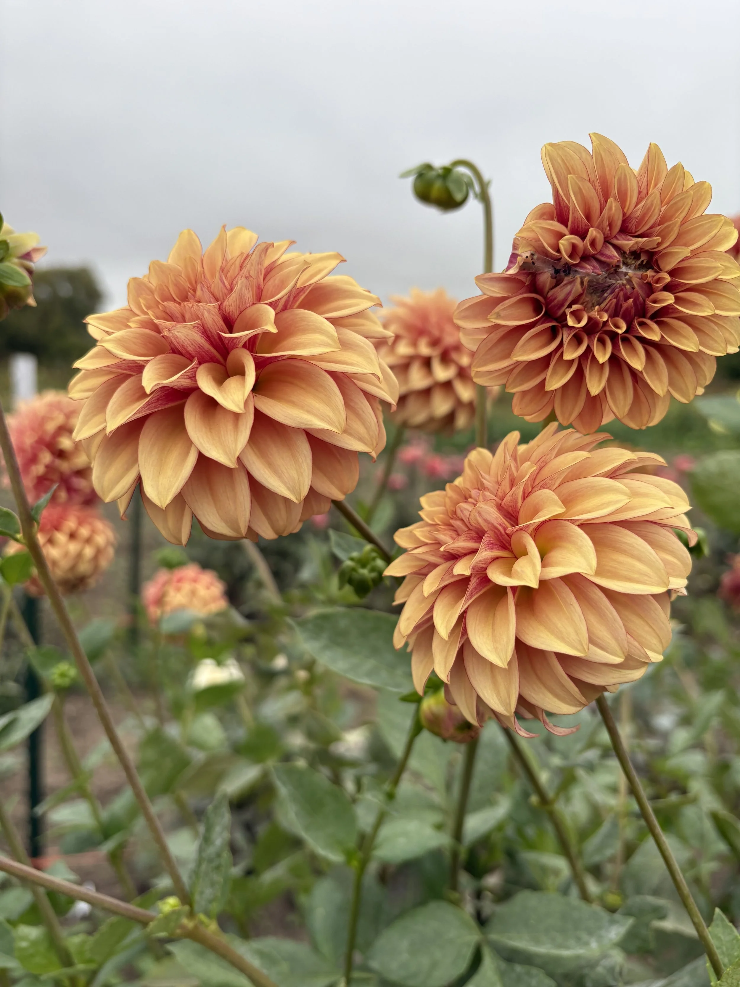 KA's Creme Brulee5.JPG