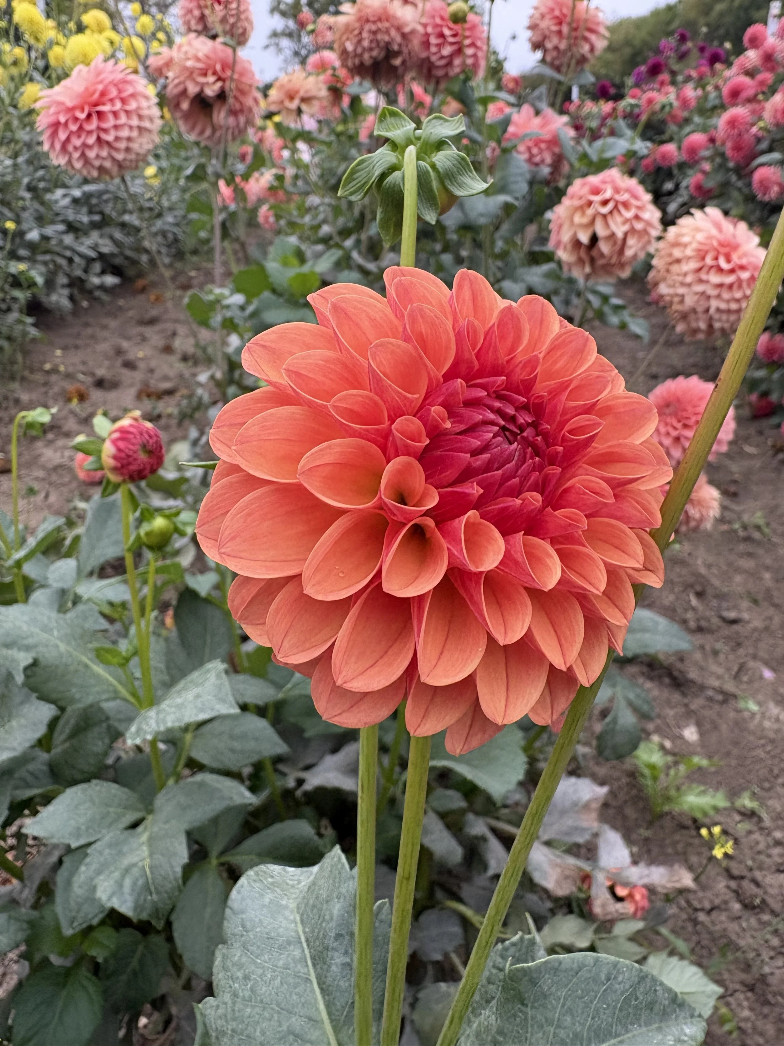 KA Blood Orange3.JPG