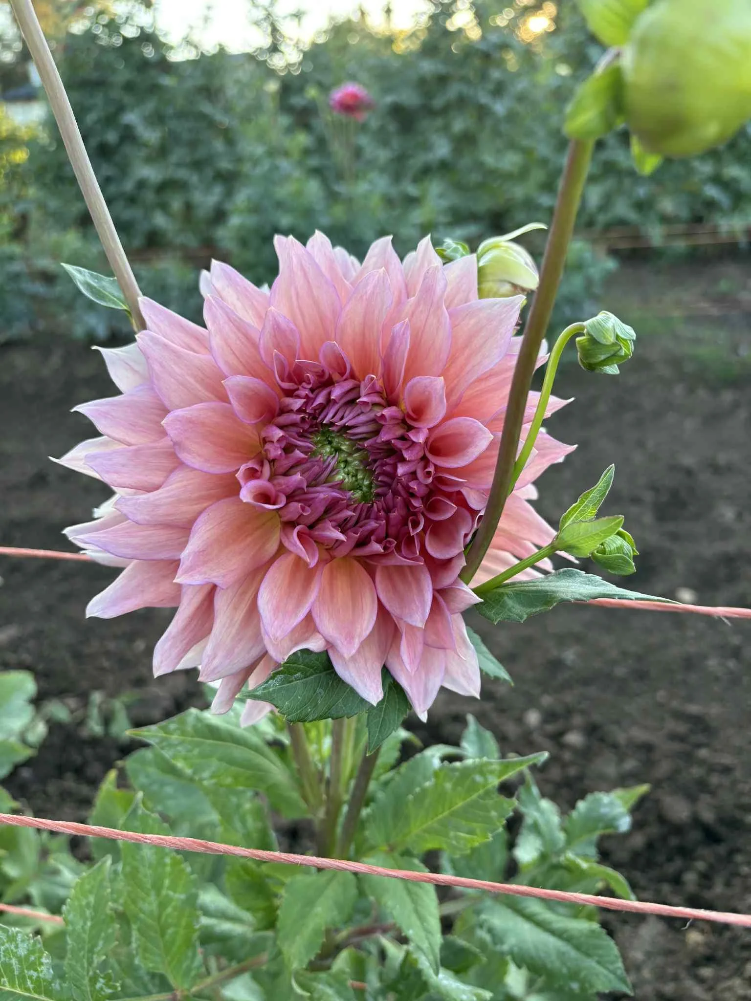 Wyn's Pink Pearl6.jpg