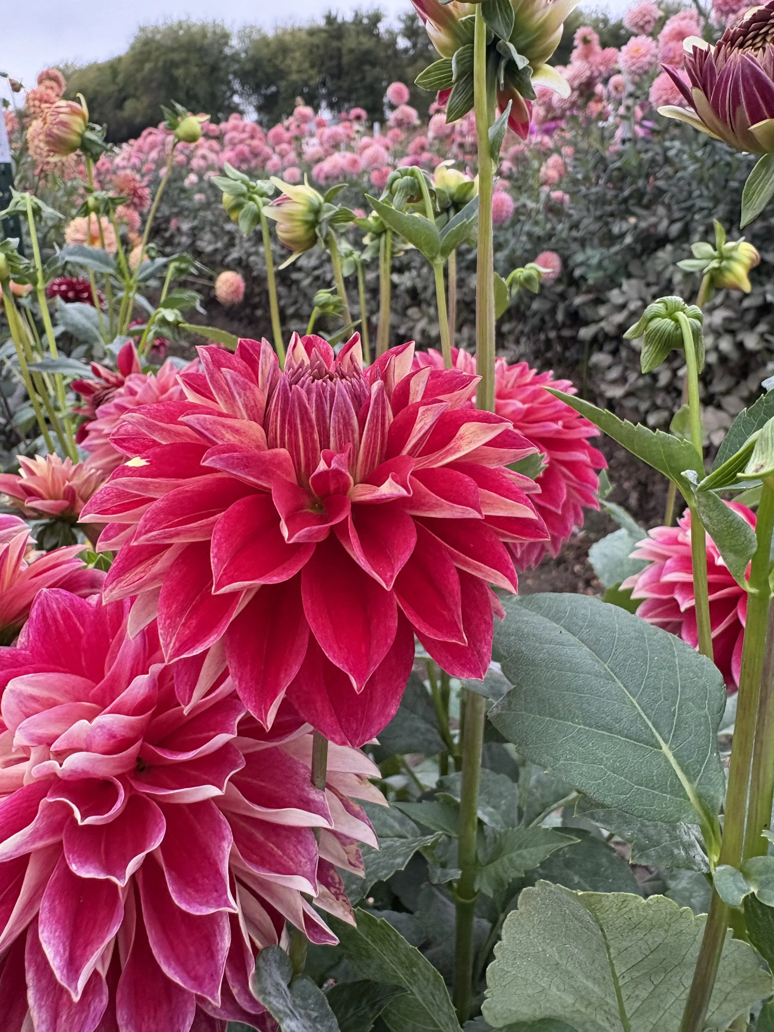 Hapet Cinderella2.JPG