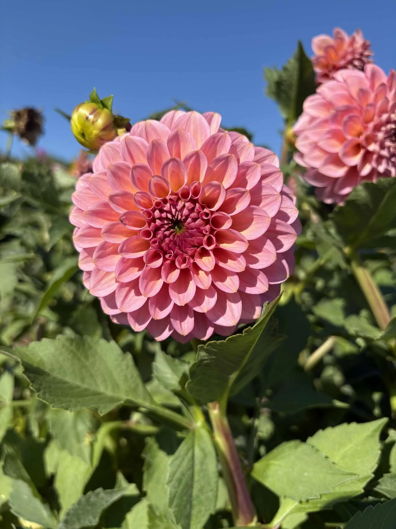 20th Avenue Pink Cloud.jpg