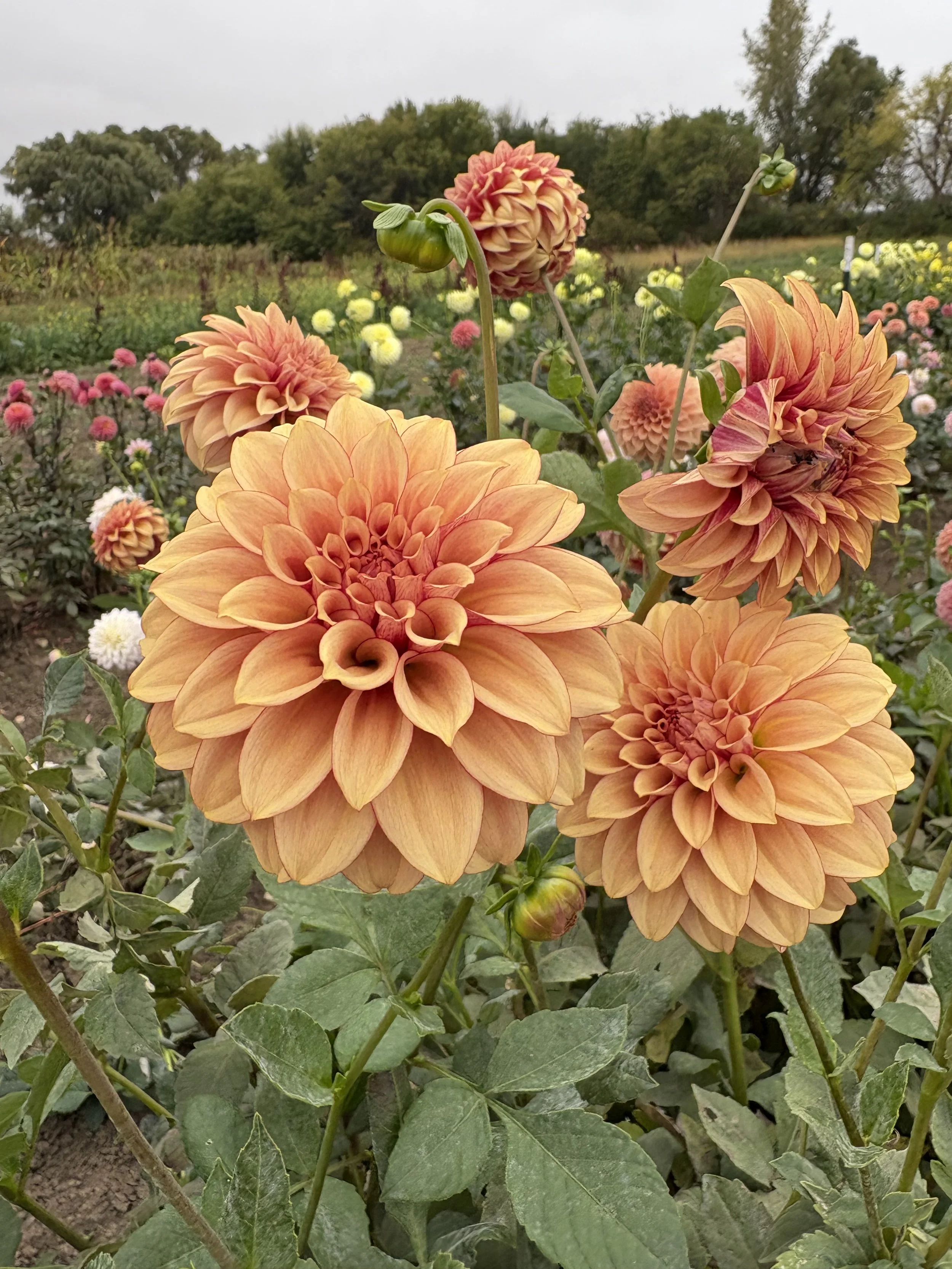 KA's Creme Brulee4.JPG