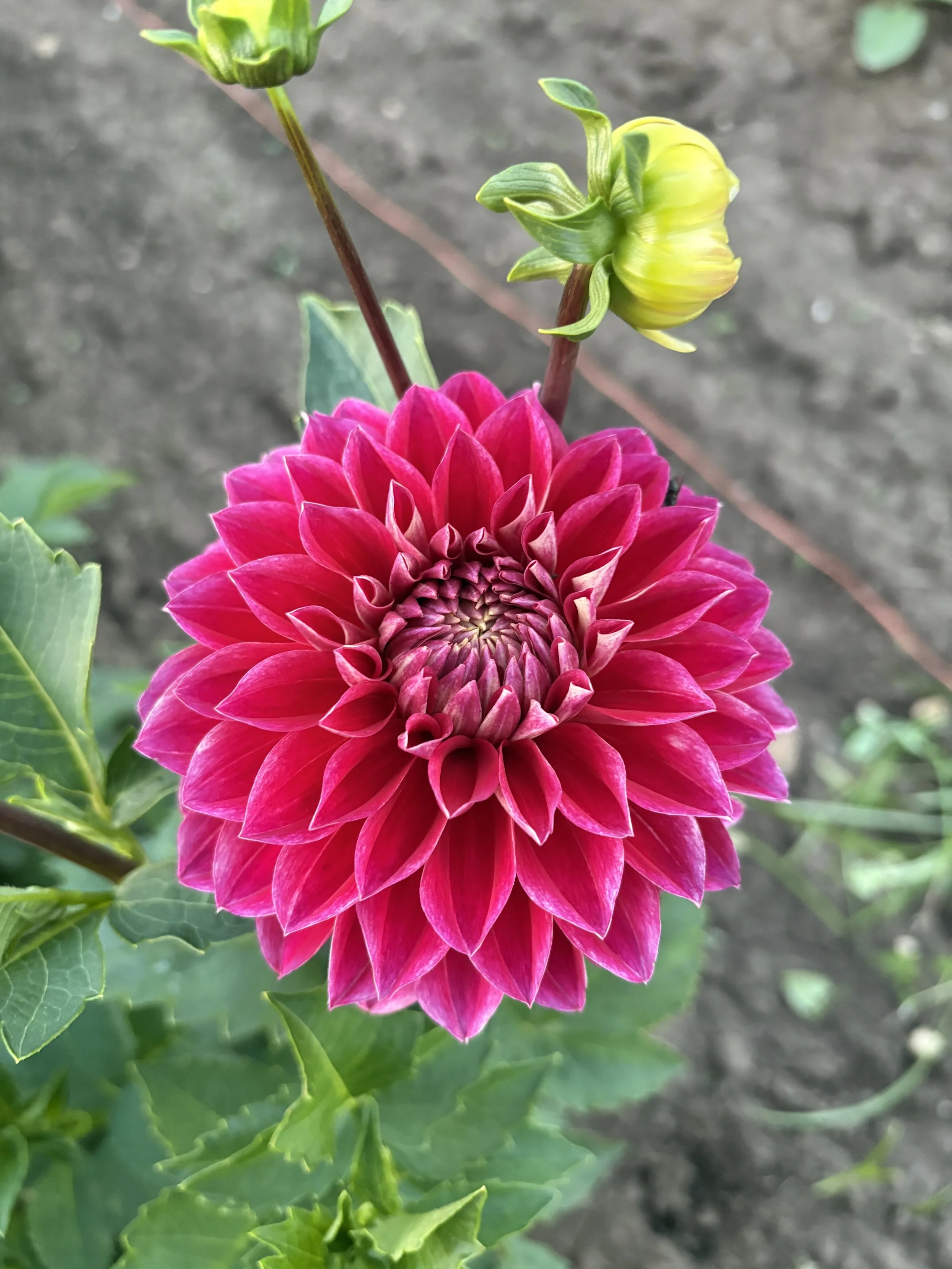 Hapet Cinderella7.JPG