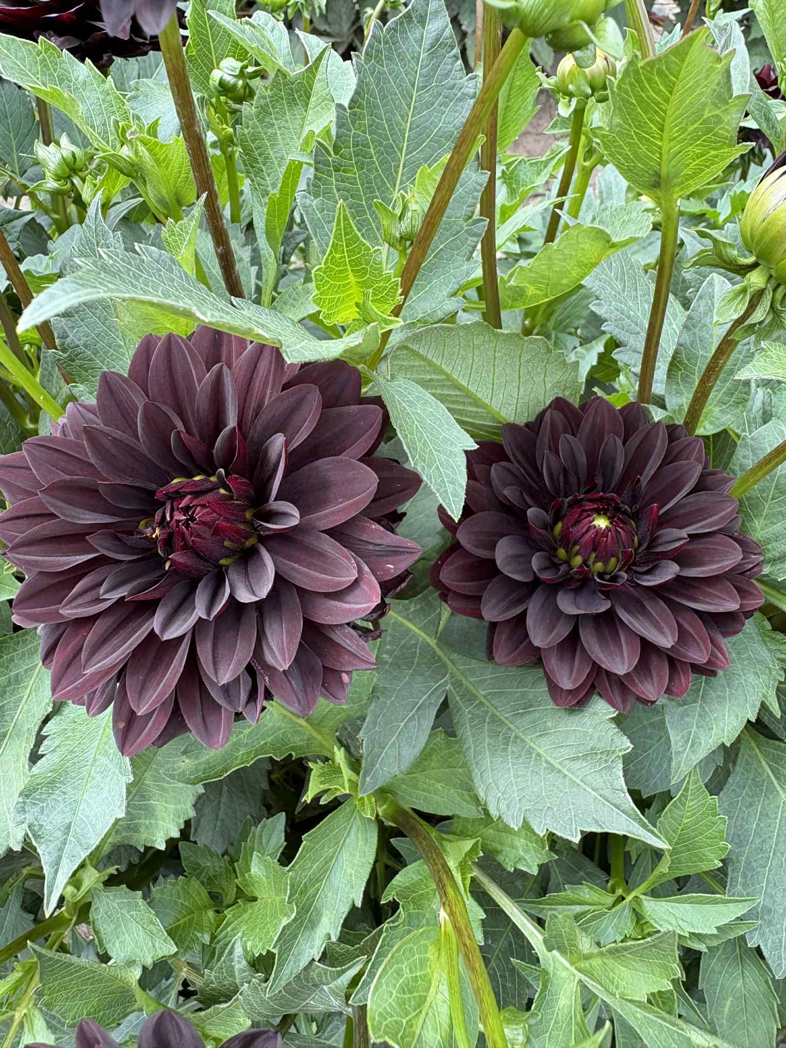 Czarny Charakter15.jpg