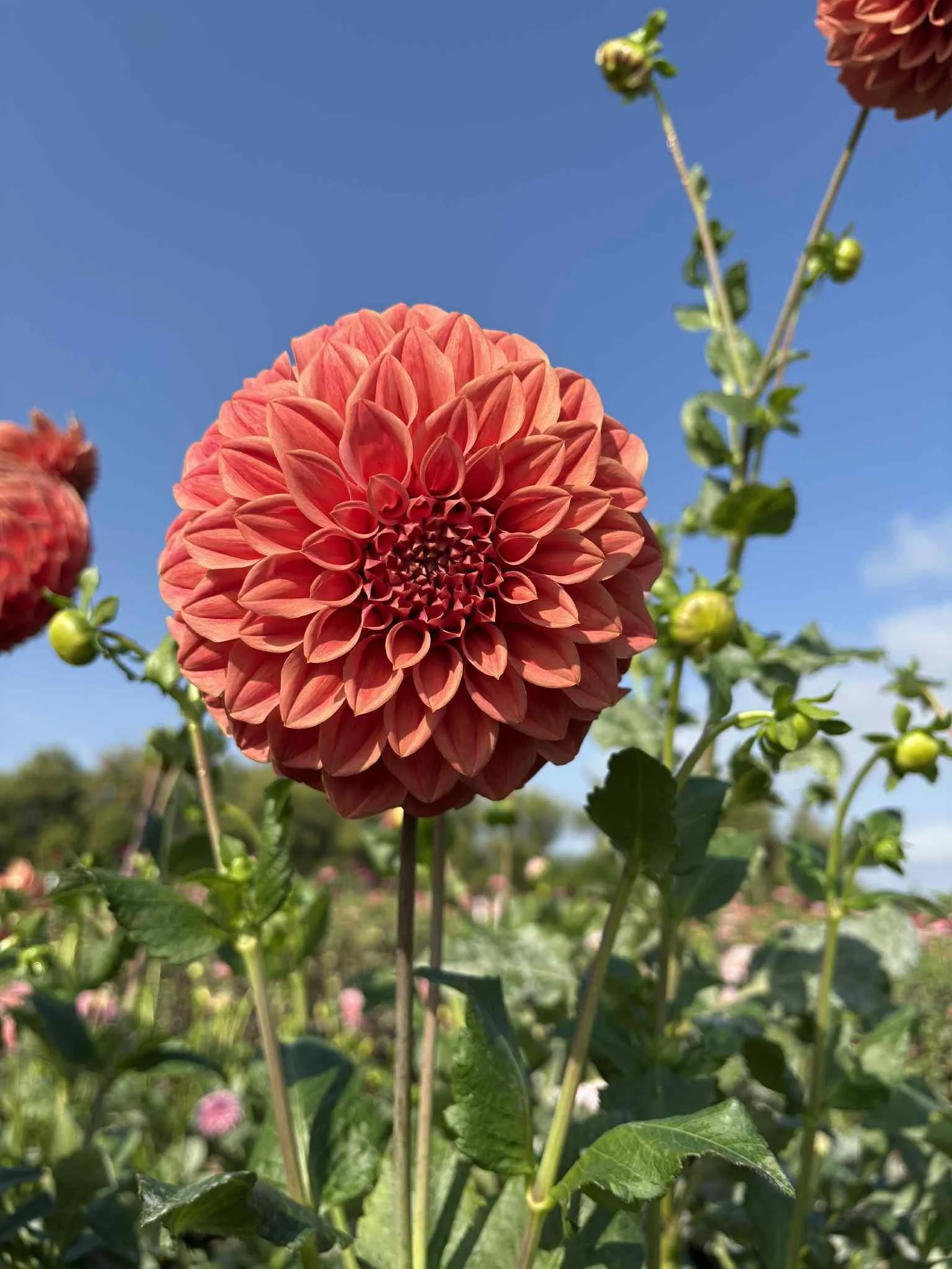 Sylvia Craig Hunter14.jpg