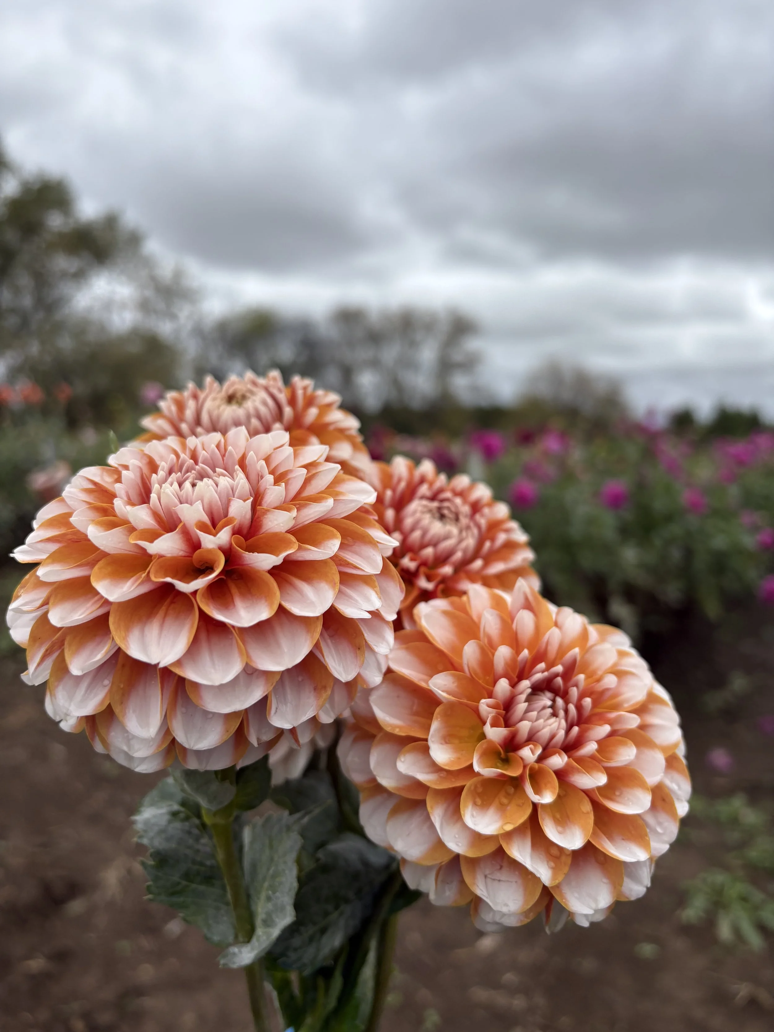 Tangerine Dreams12.JPG