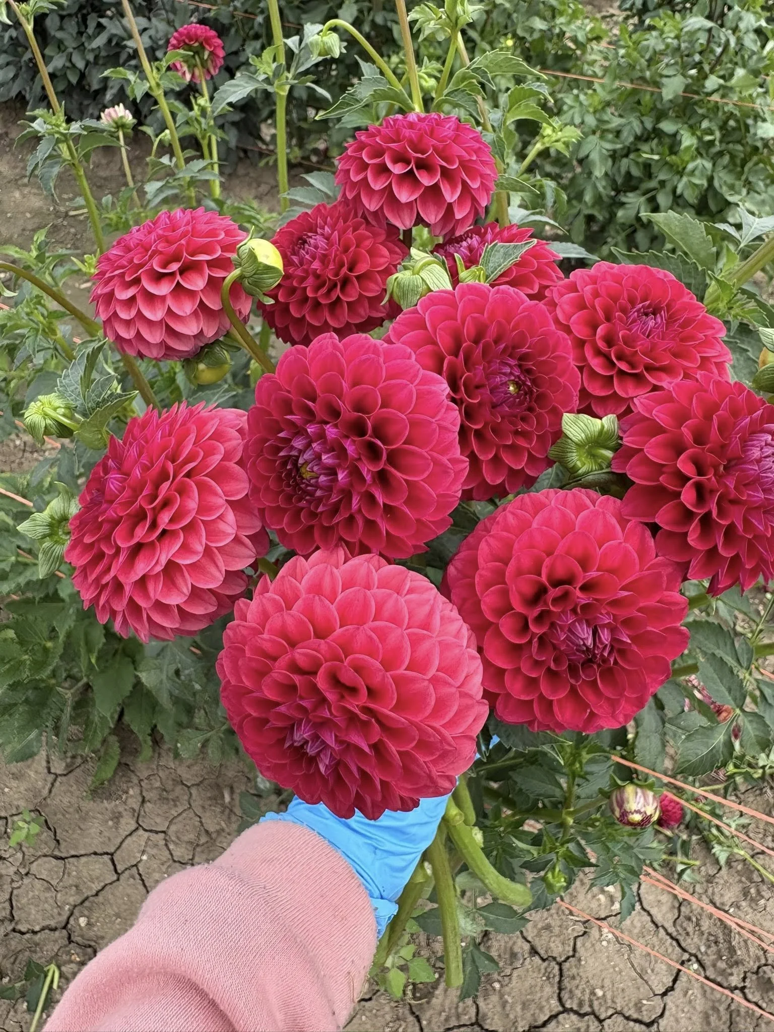 Kennedy Hill Luigi3.jpg