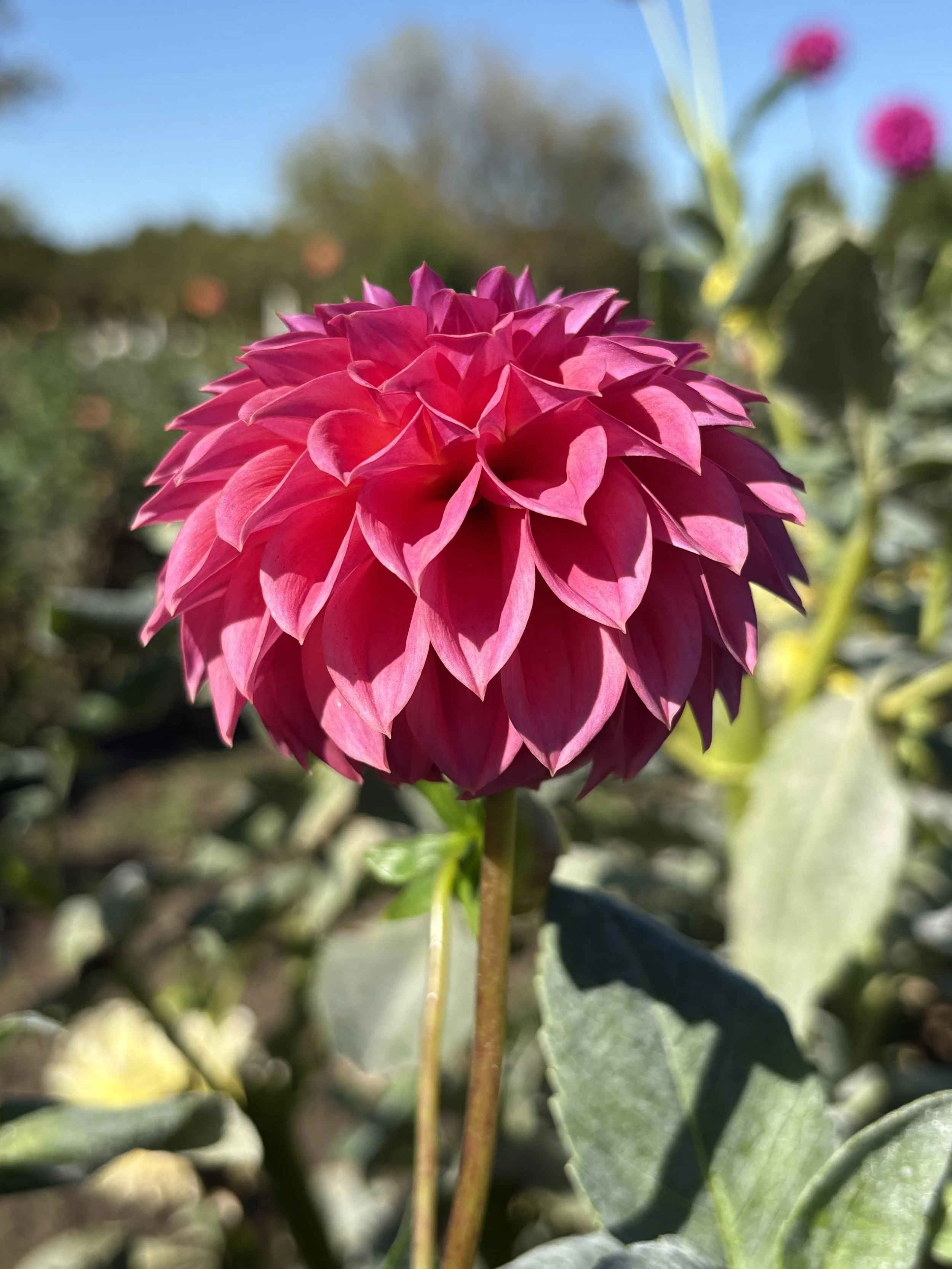 Ferncliff Classy6.JPG