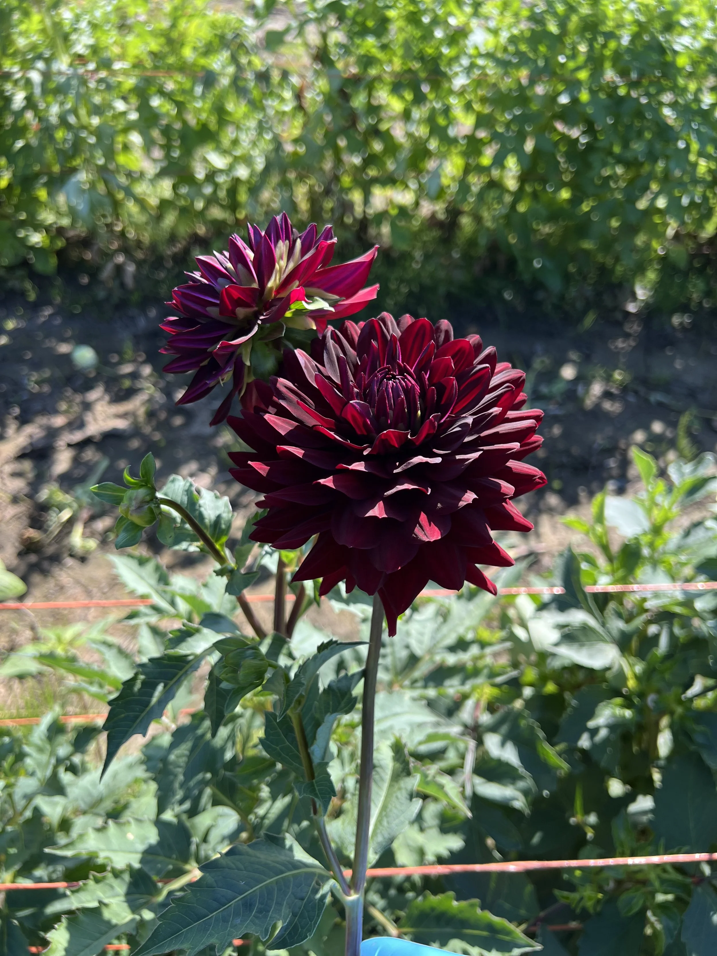 Hollyhill Black Beauty33.JPG