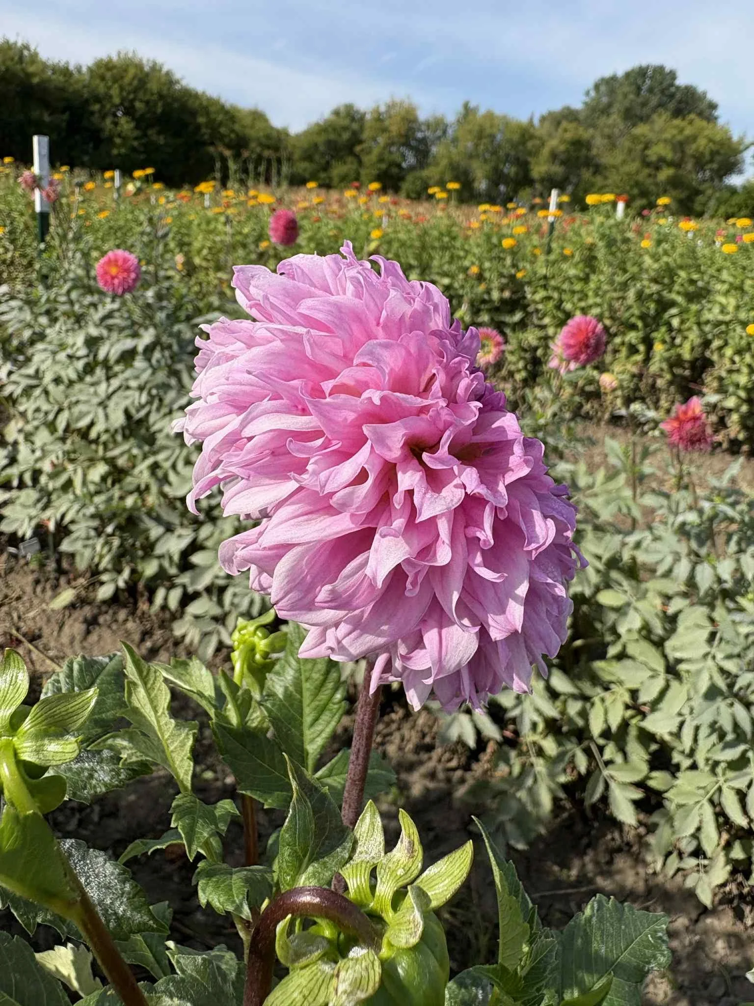 Lee's Viola Frost1.jpg