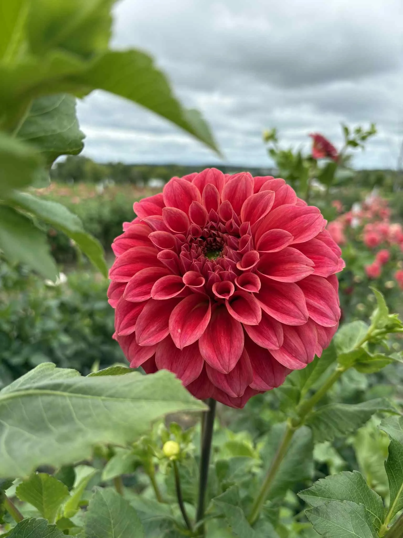 Sylvia Craig Huner13.jpg