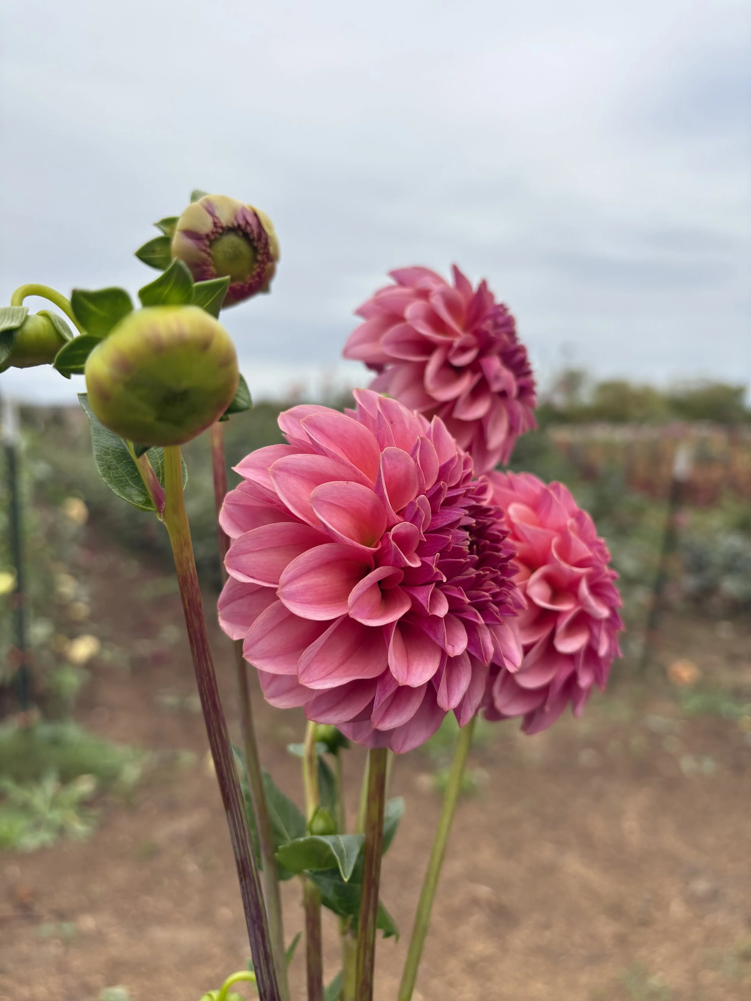 RM Berry Kiss115.JPG