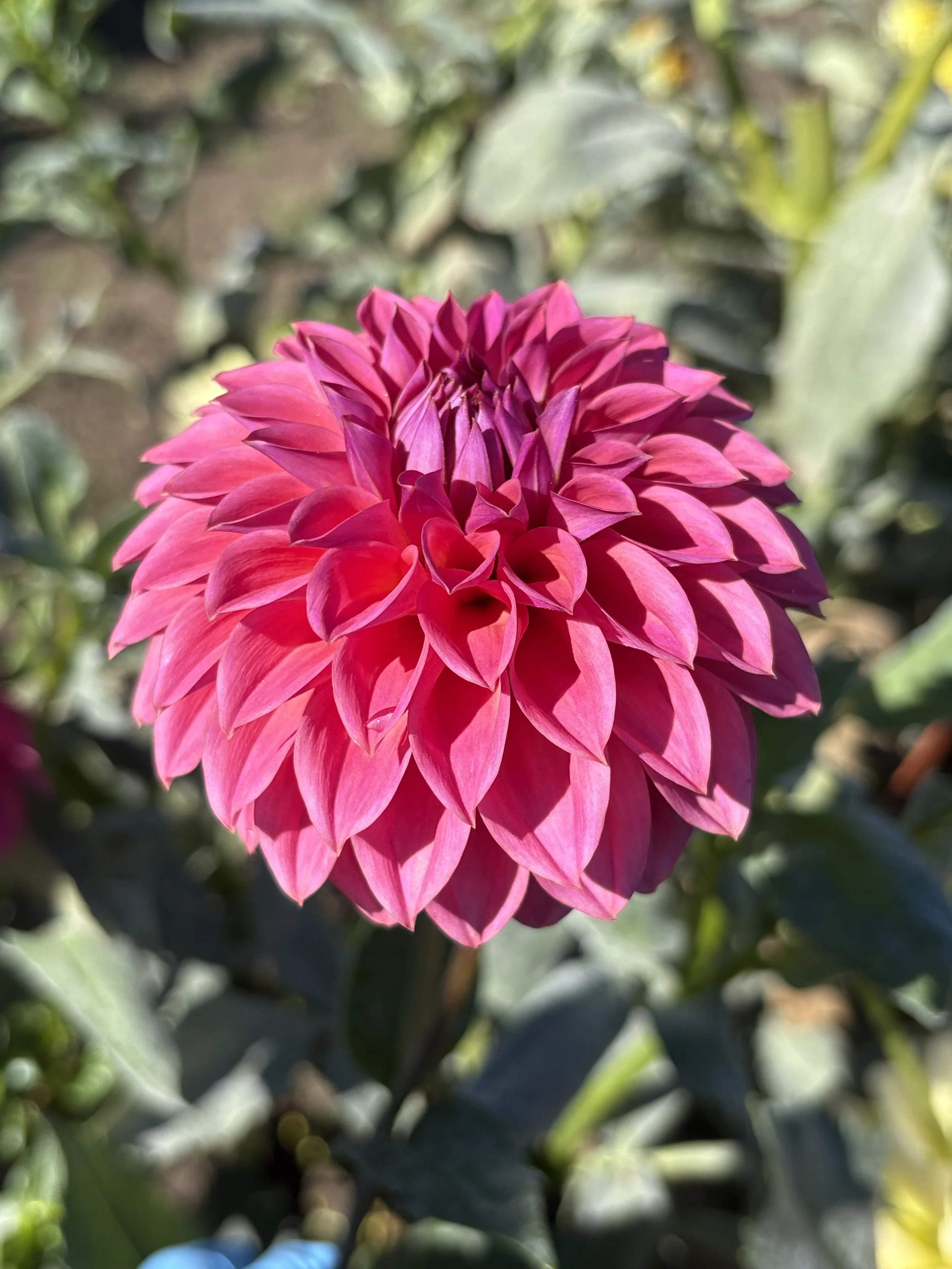 Ferncliff Classy4.JPG