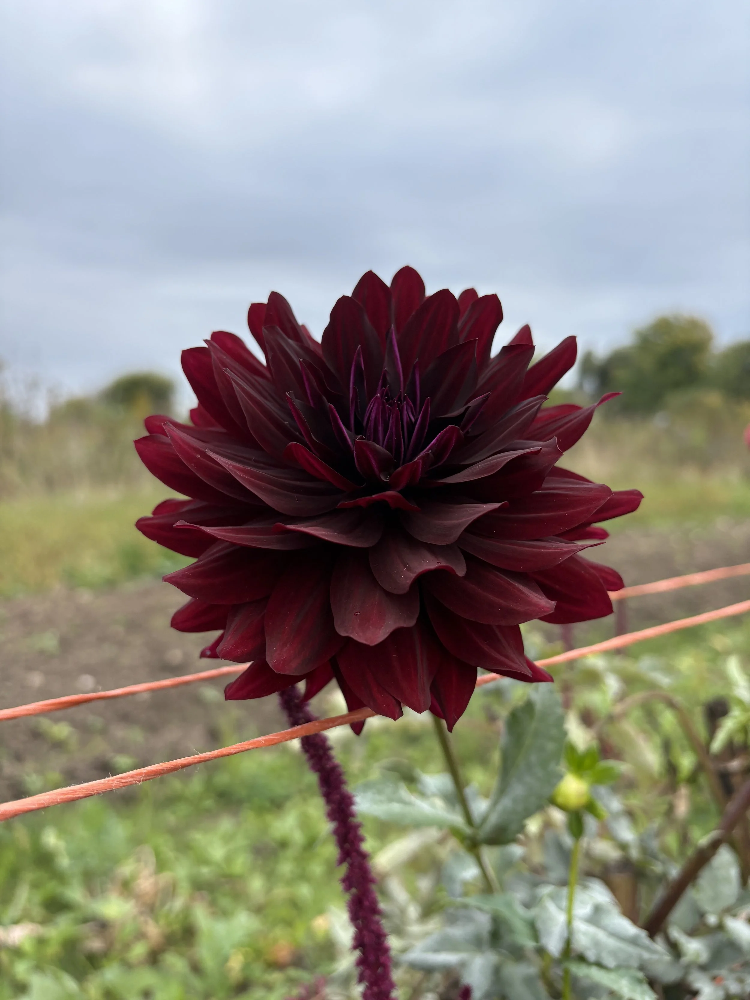 Hollyhill Black Beauty13.JPG