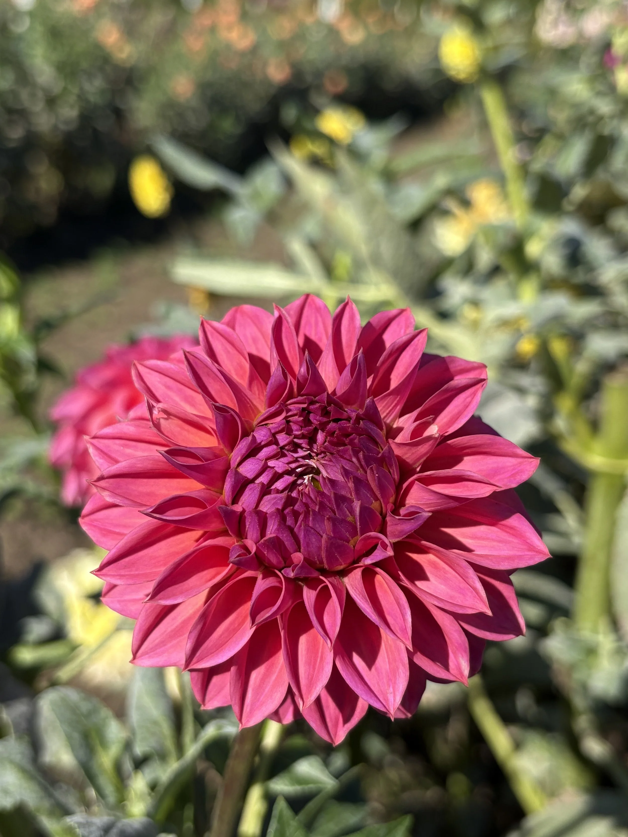 Ferncliff Classy12.JPG