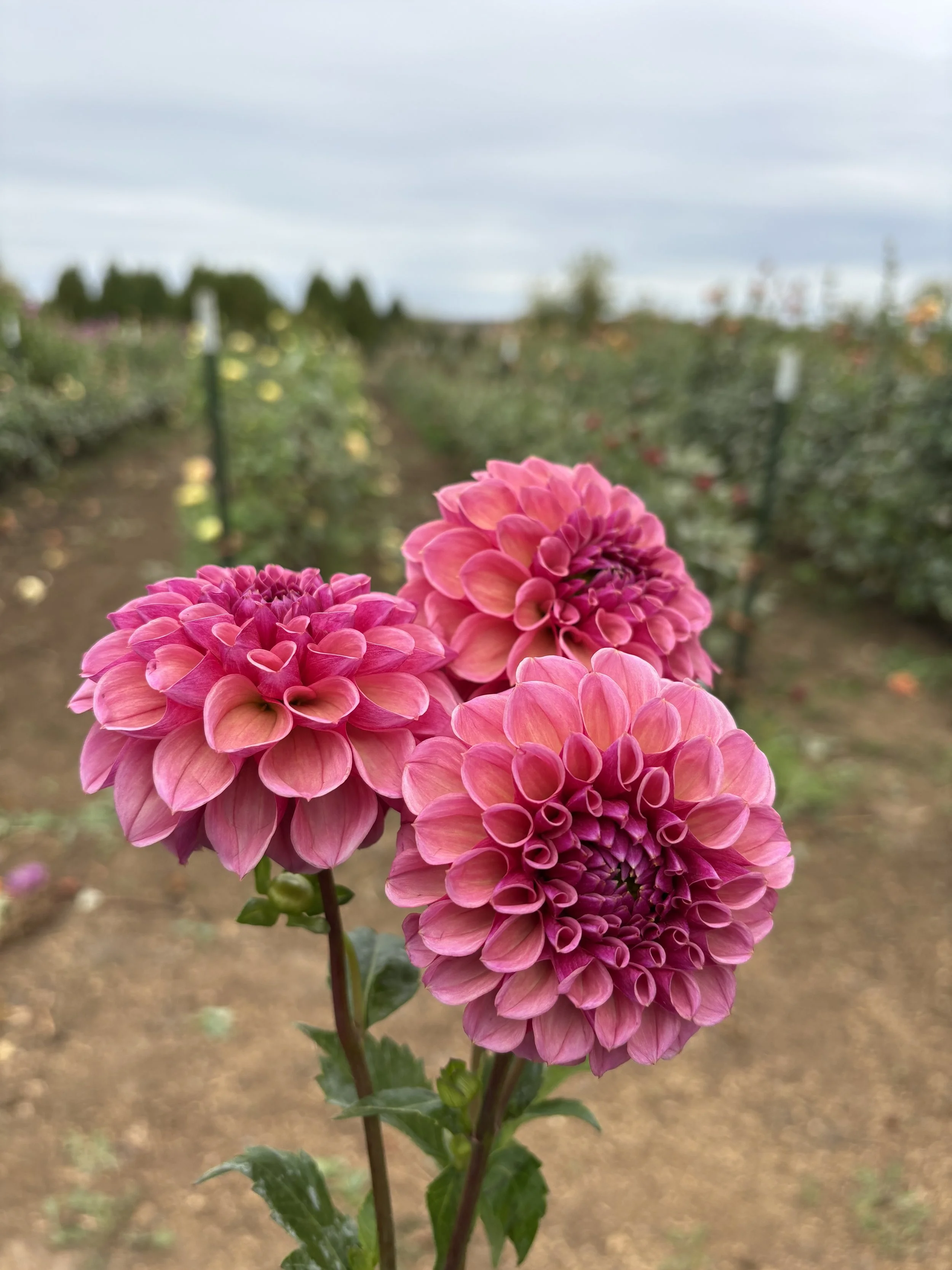 RM Berry Kiss111.JPG