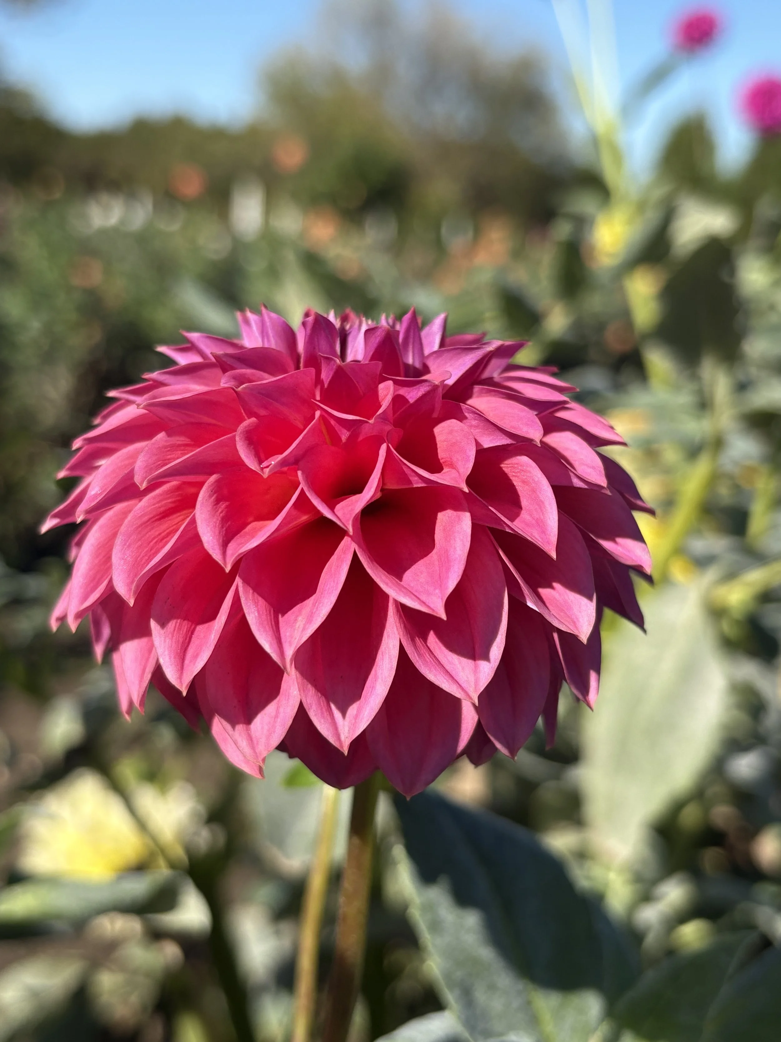 Ferncliff Classy5.JPG