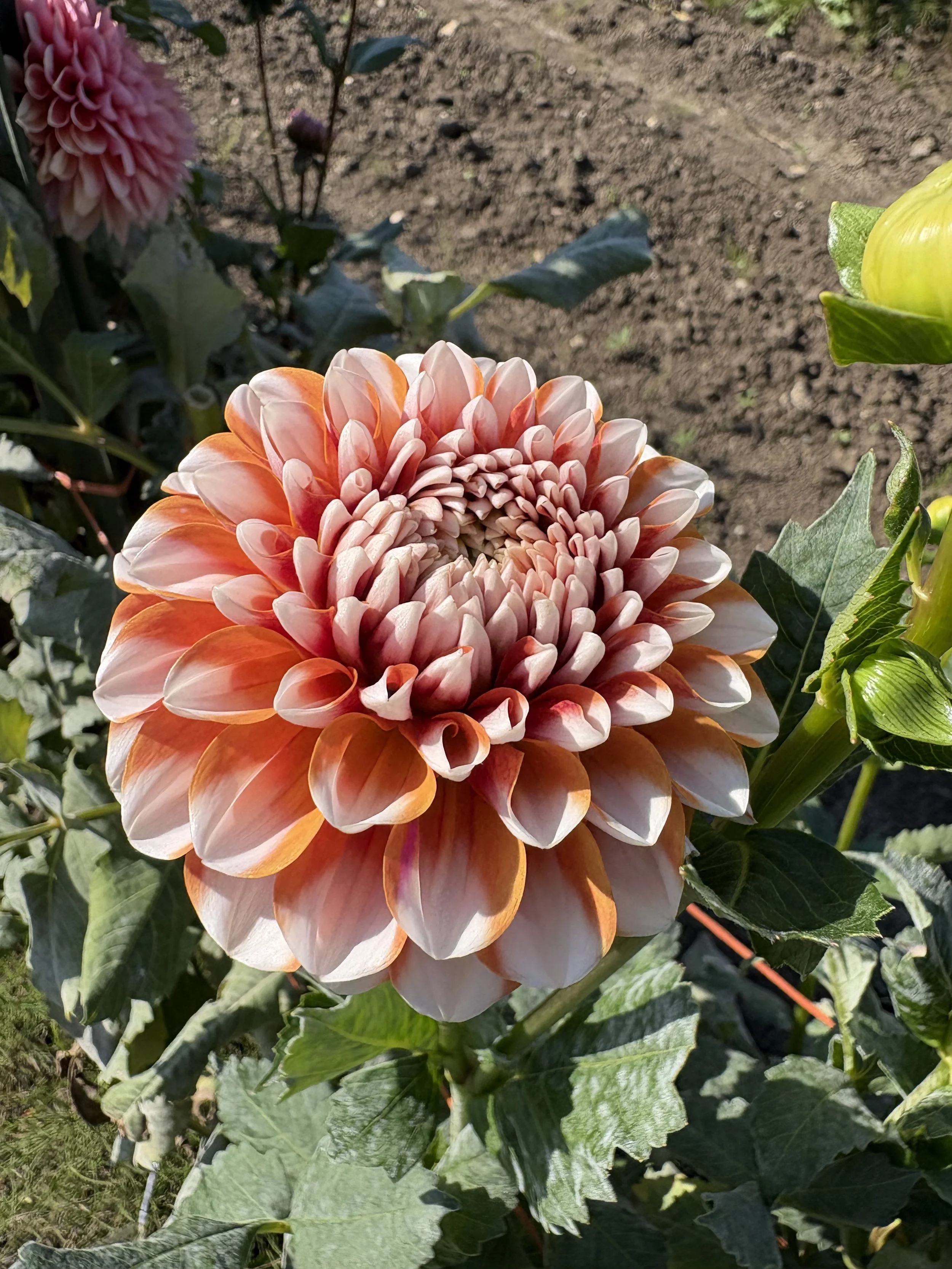 Tangerine Dreams6.JPG