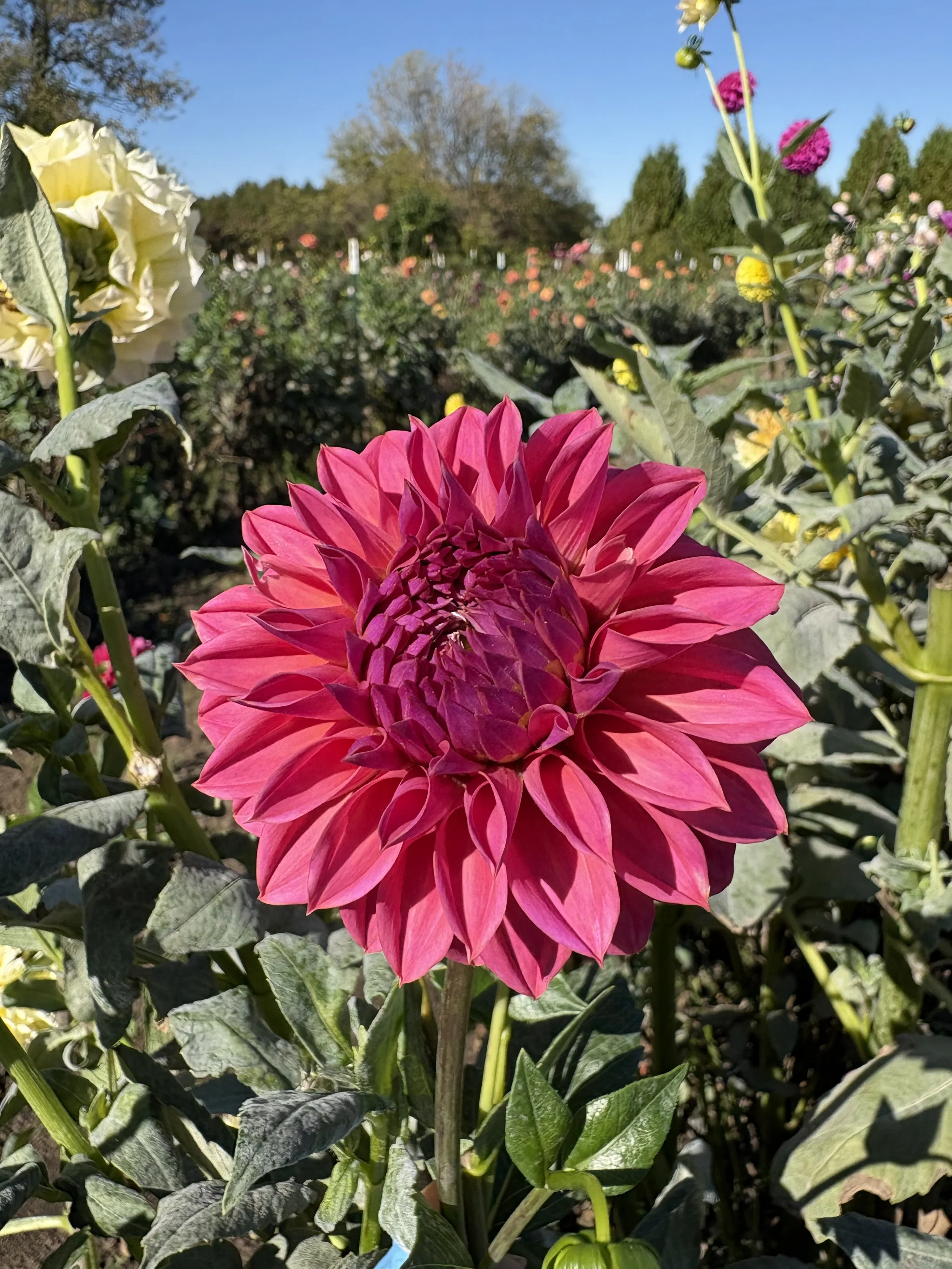 Ferncliff Classy10.JPG