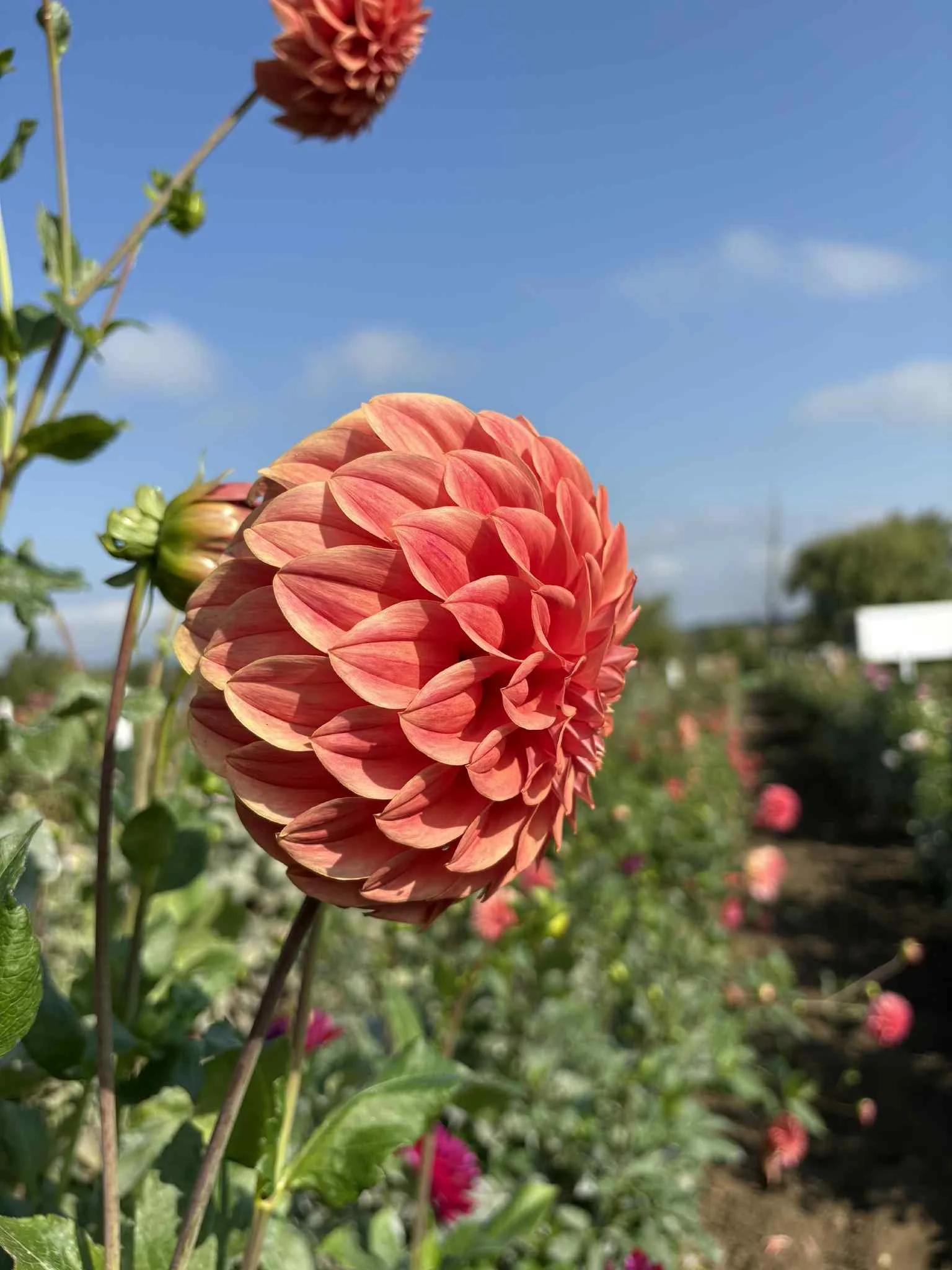 Sylvia Craig Hunter15.jpg