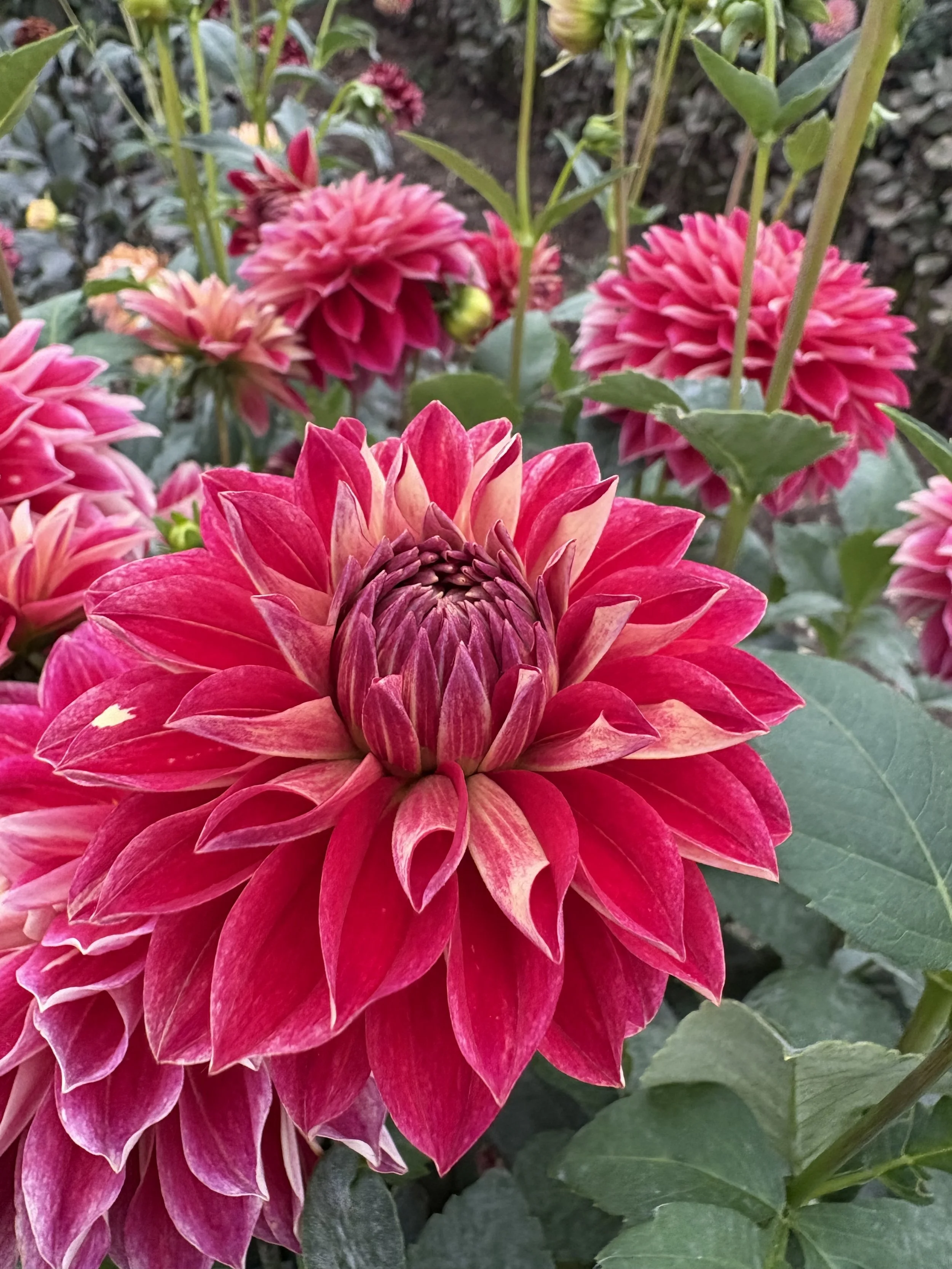 Hapet Cinderella1.JPG