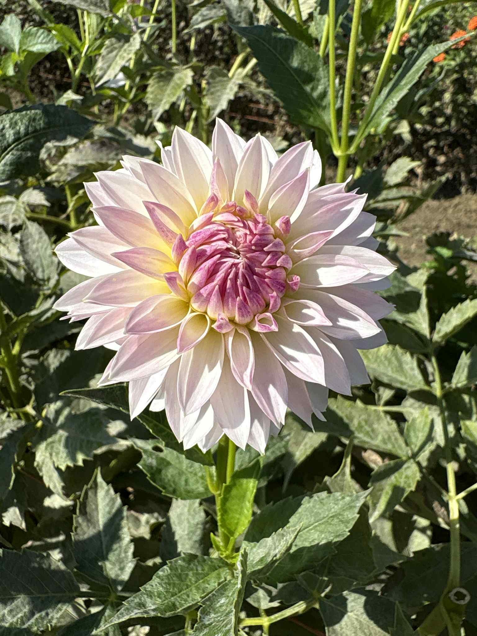 BQ Endlessession1.jpg