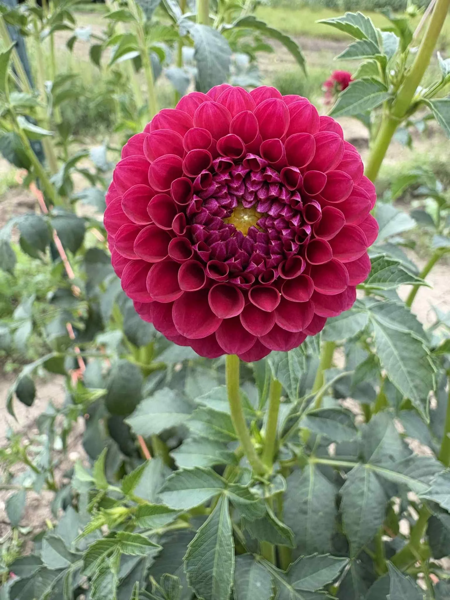 Kennedy Hill Luigi (1).jpg