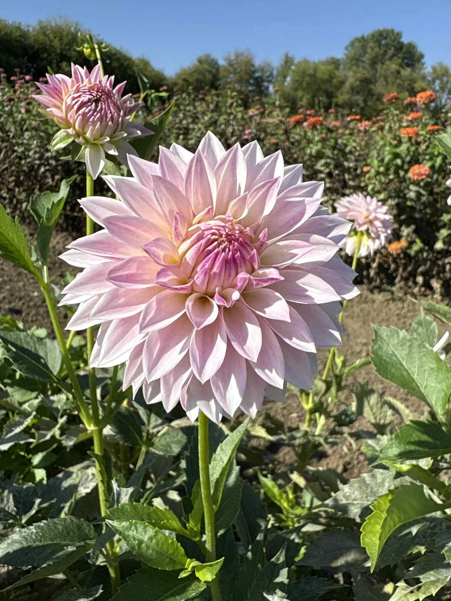 BQ Endlessession2.jpg