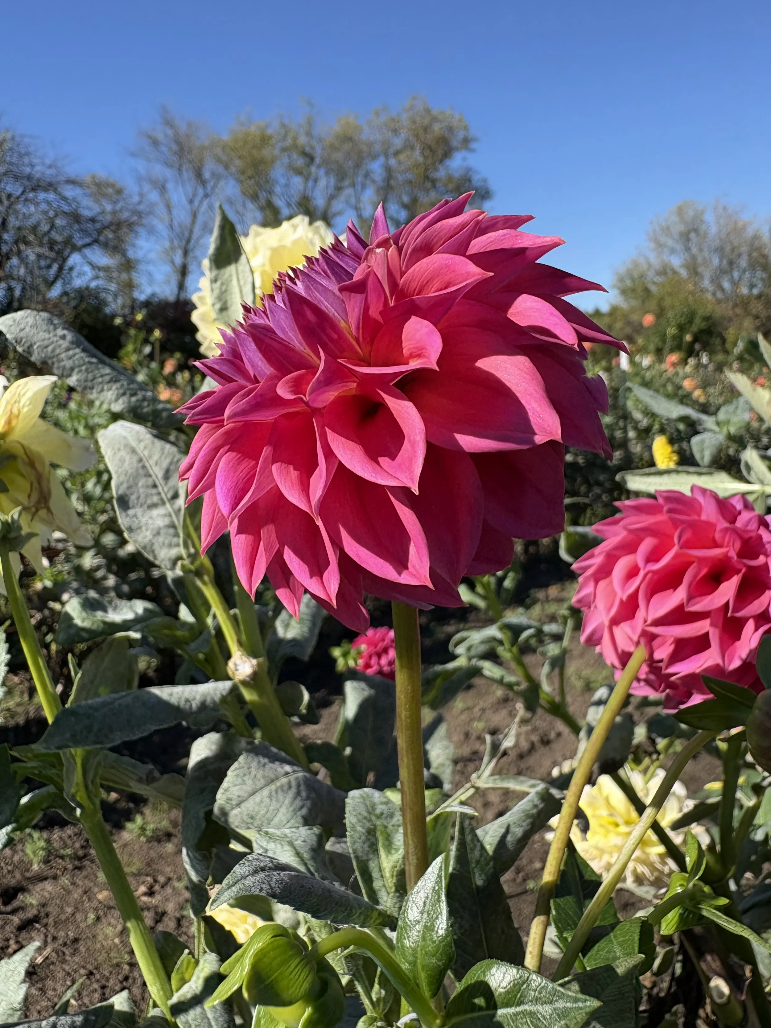 Ferncliff Classy11.JPG