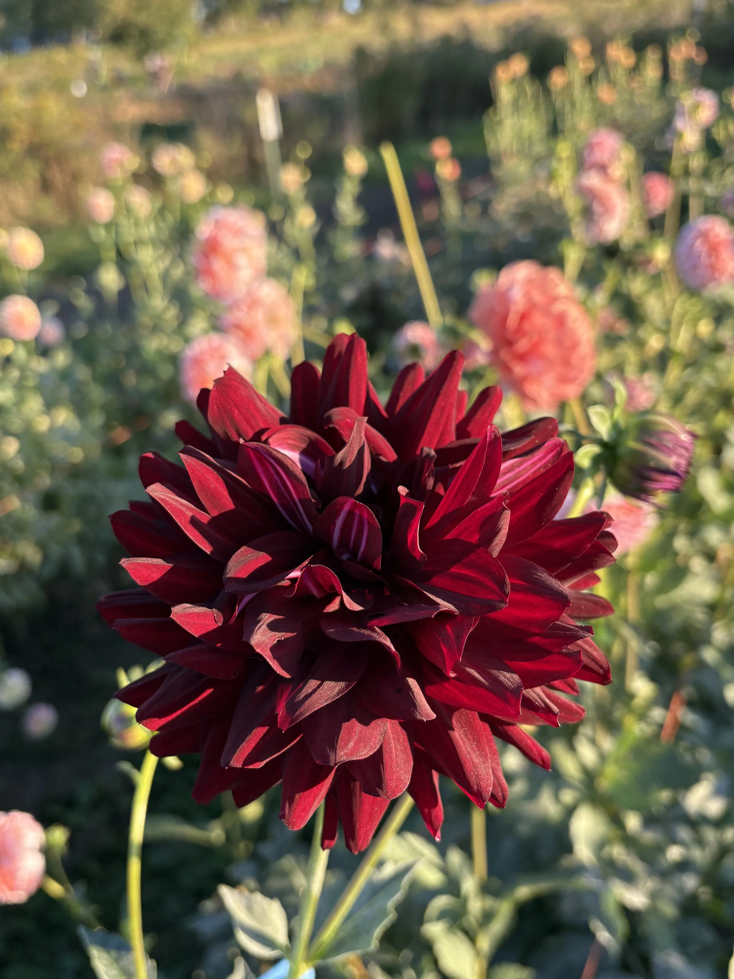 Hollyhill Black Beauty8.JPG