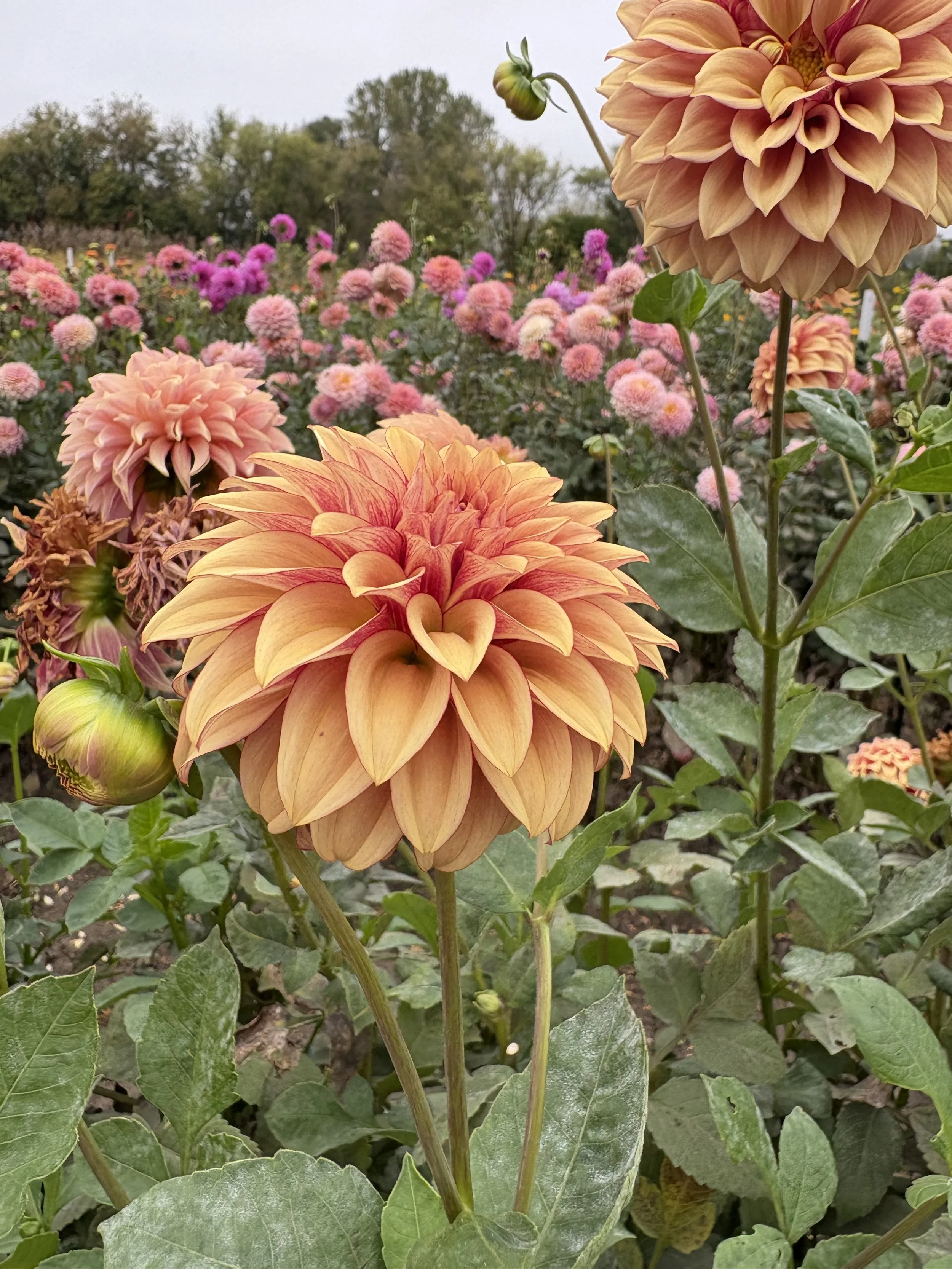 KA's Creme Brulee2.JPG