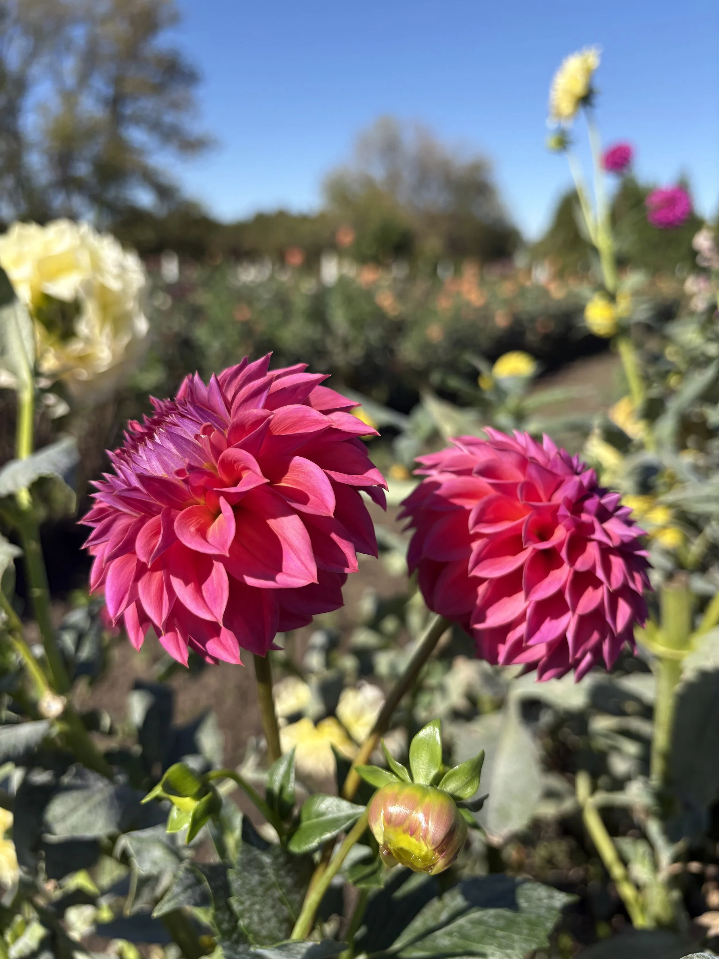 Ferncliff Classy9.JPG