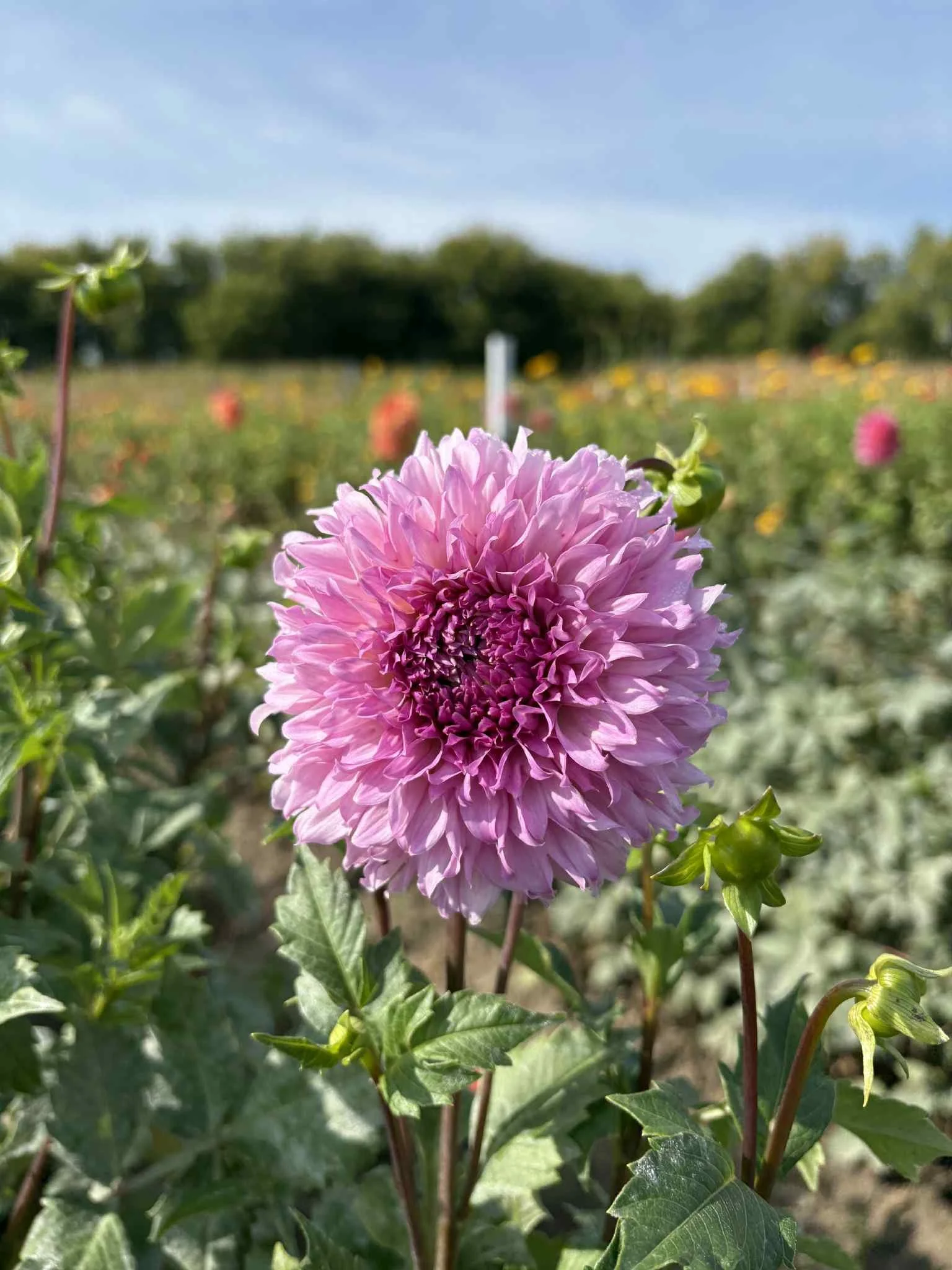 Lee's Viola Frost3.jpg