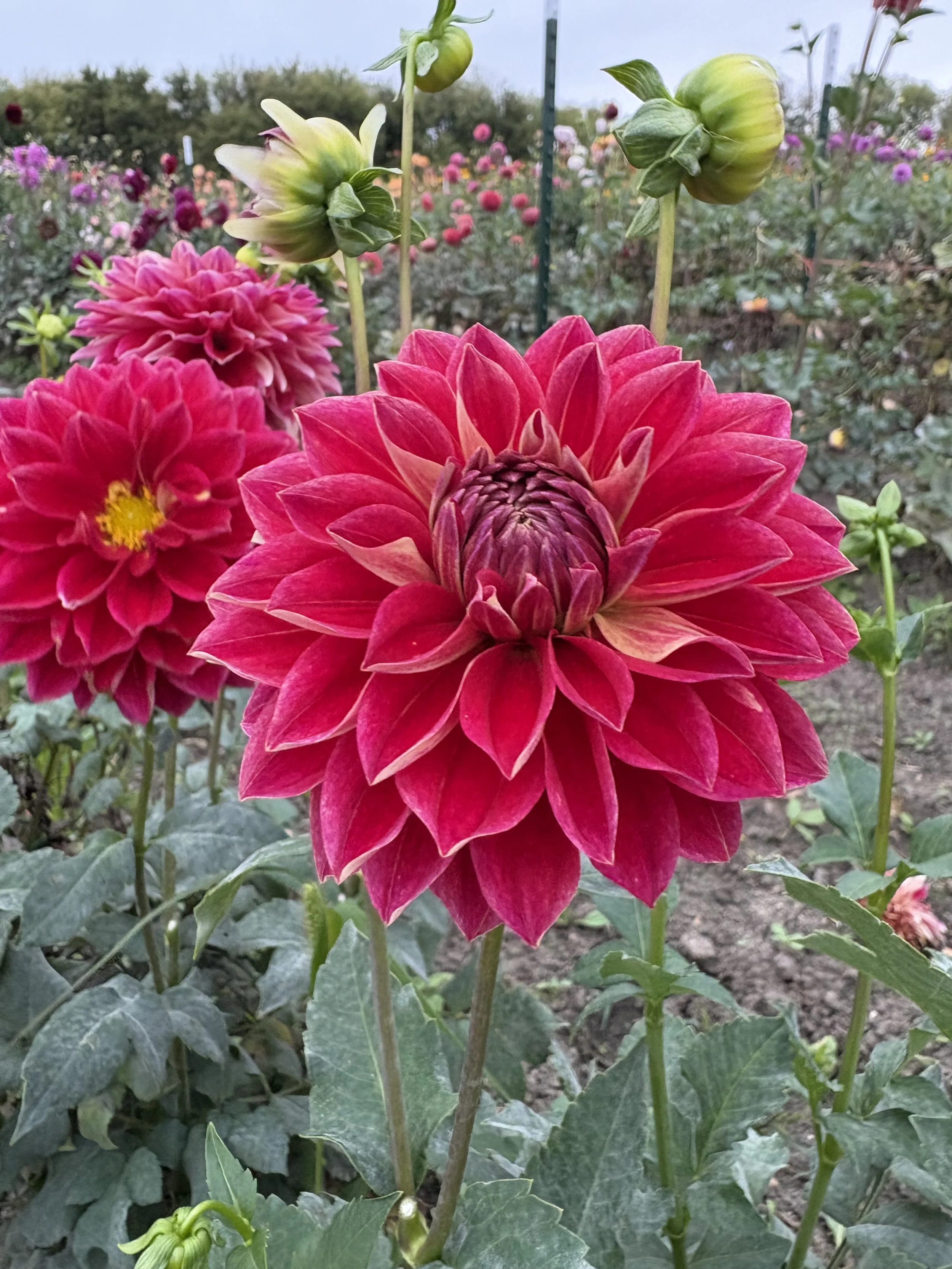 Hapet Cinderella4.JPG