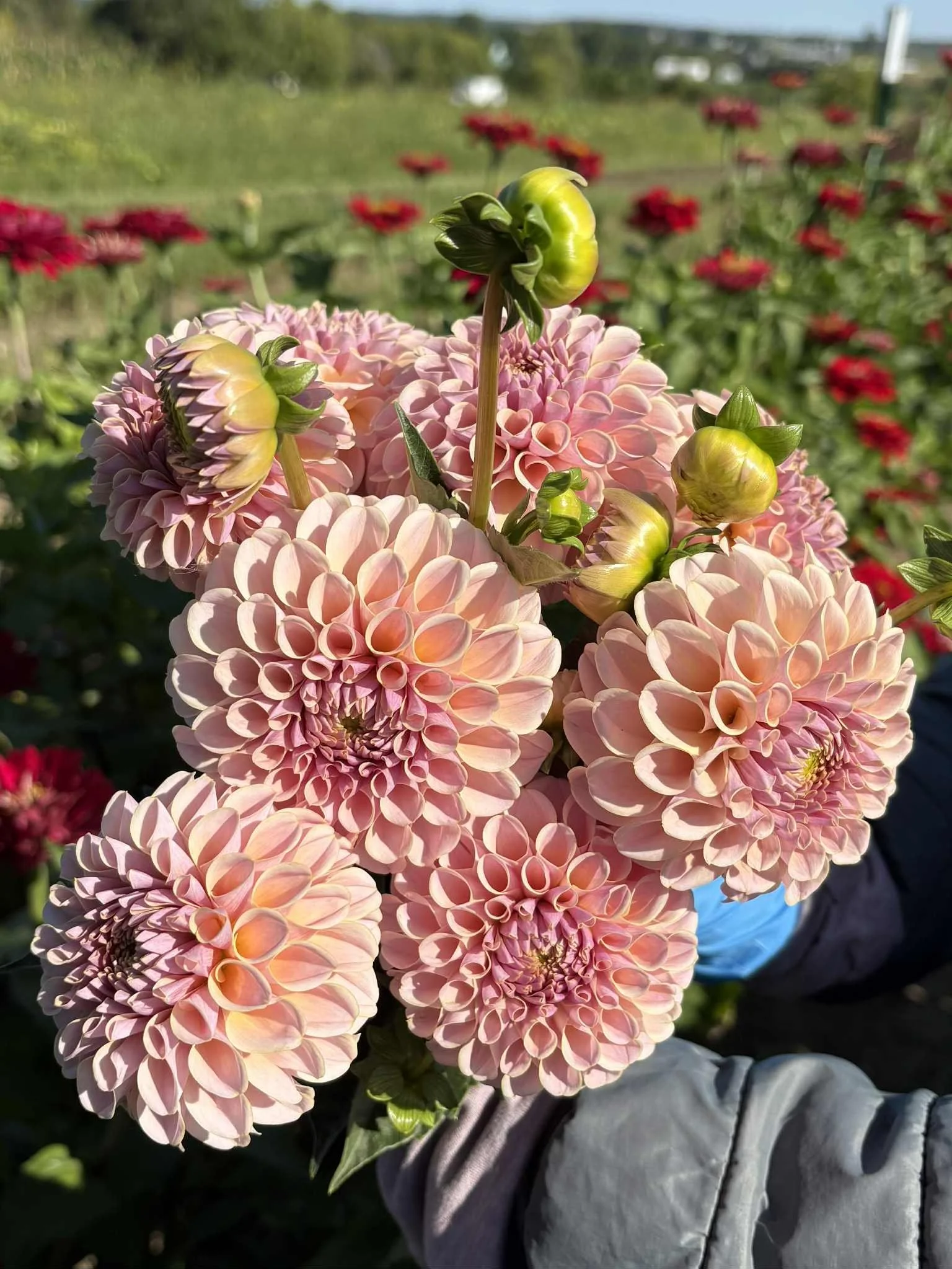 KA Cinder Rose11.jpg