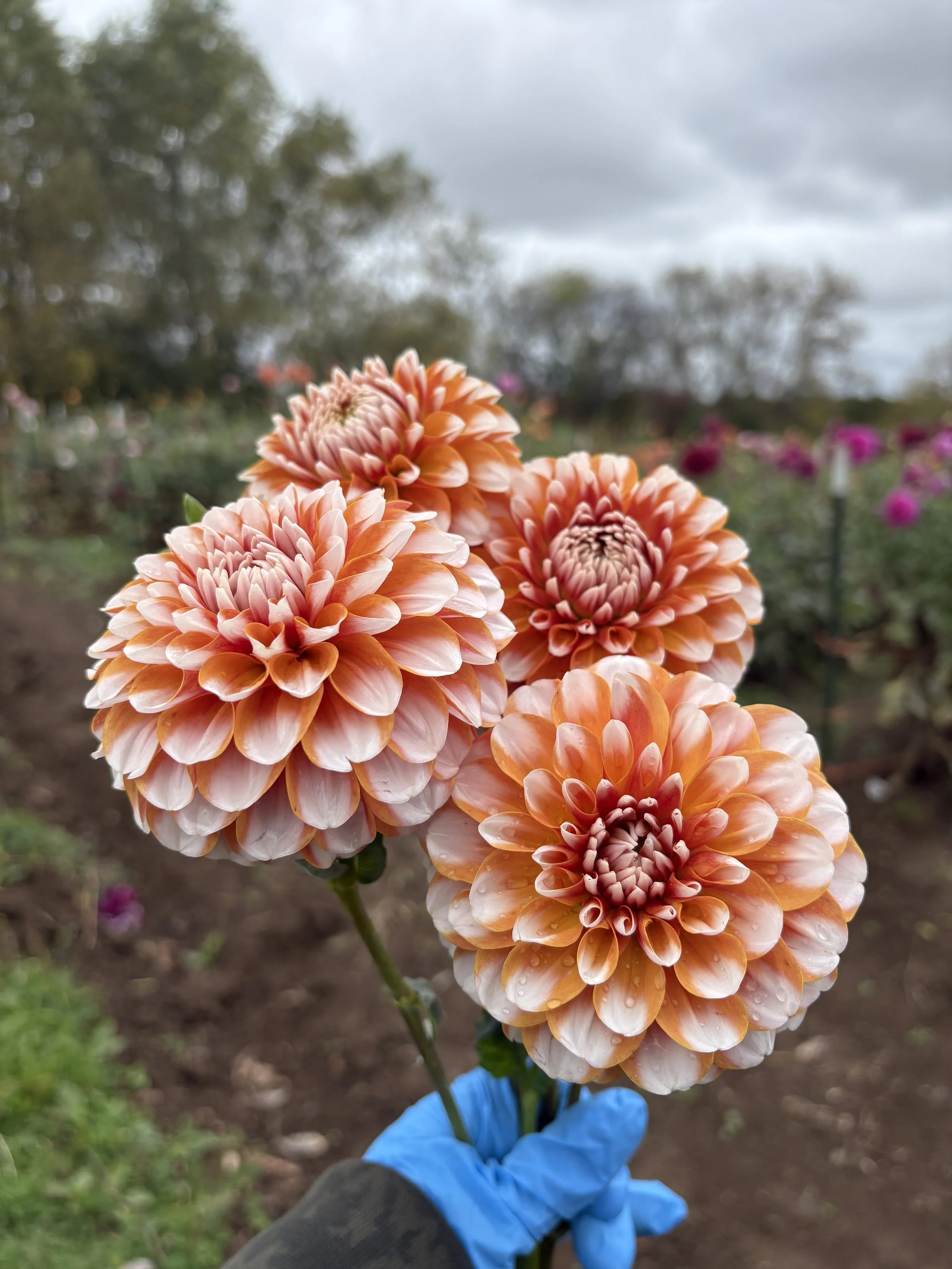 Tangerine Dreams17.JPG