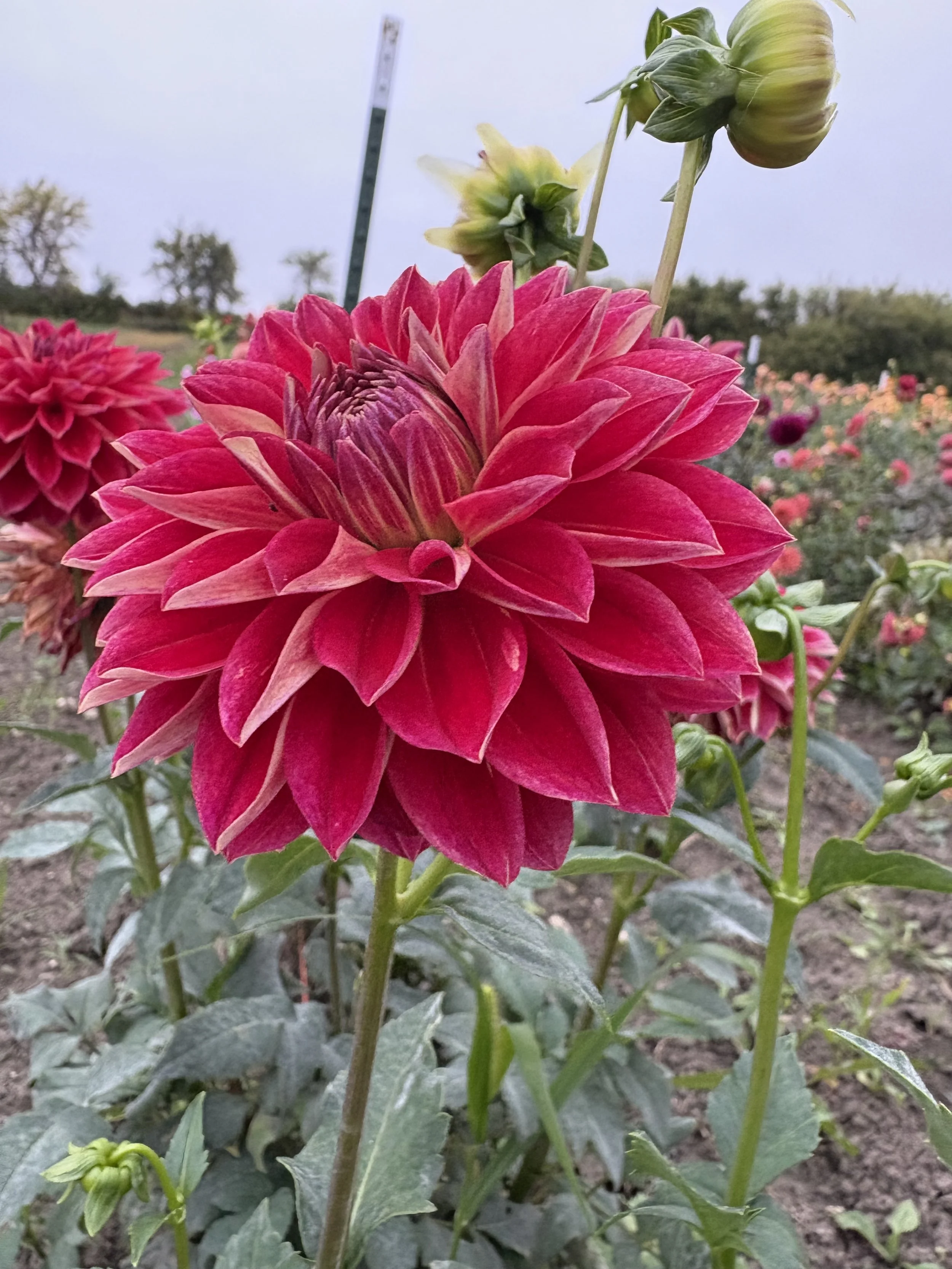 Hapet Cinderella6.JPG