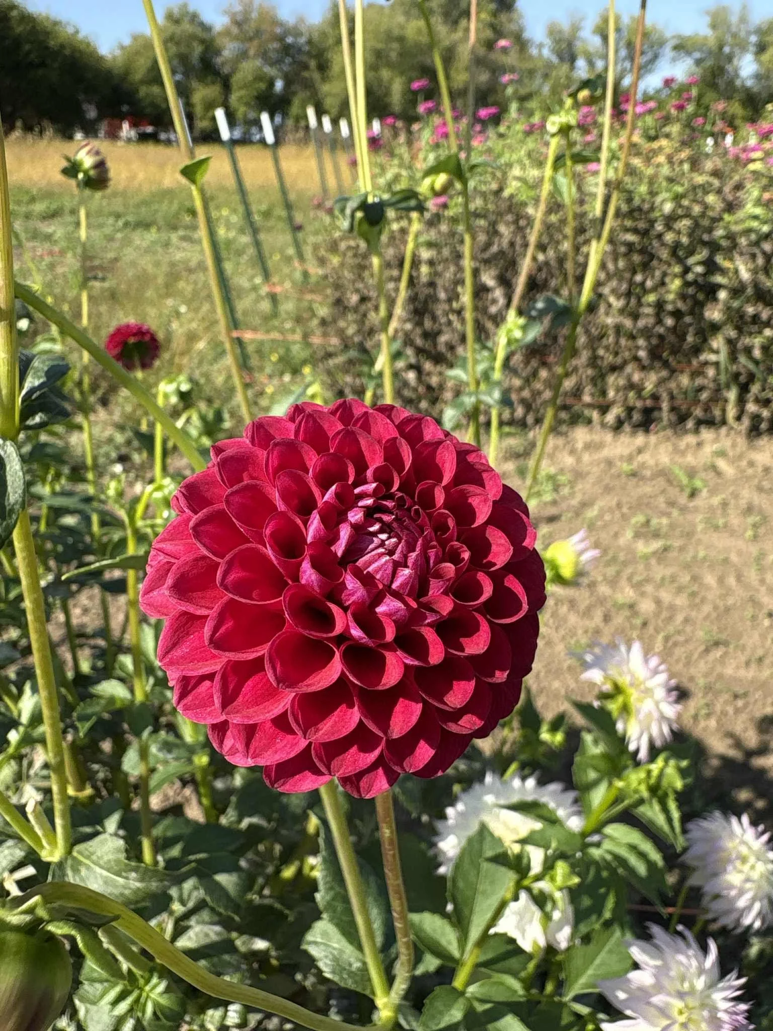 Kennedy Hill Luigi.jpg