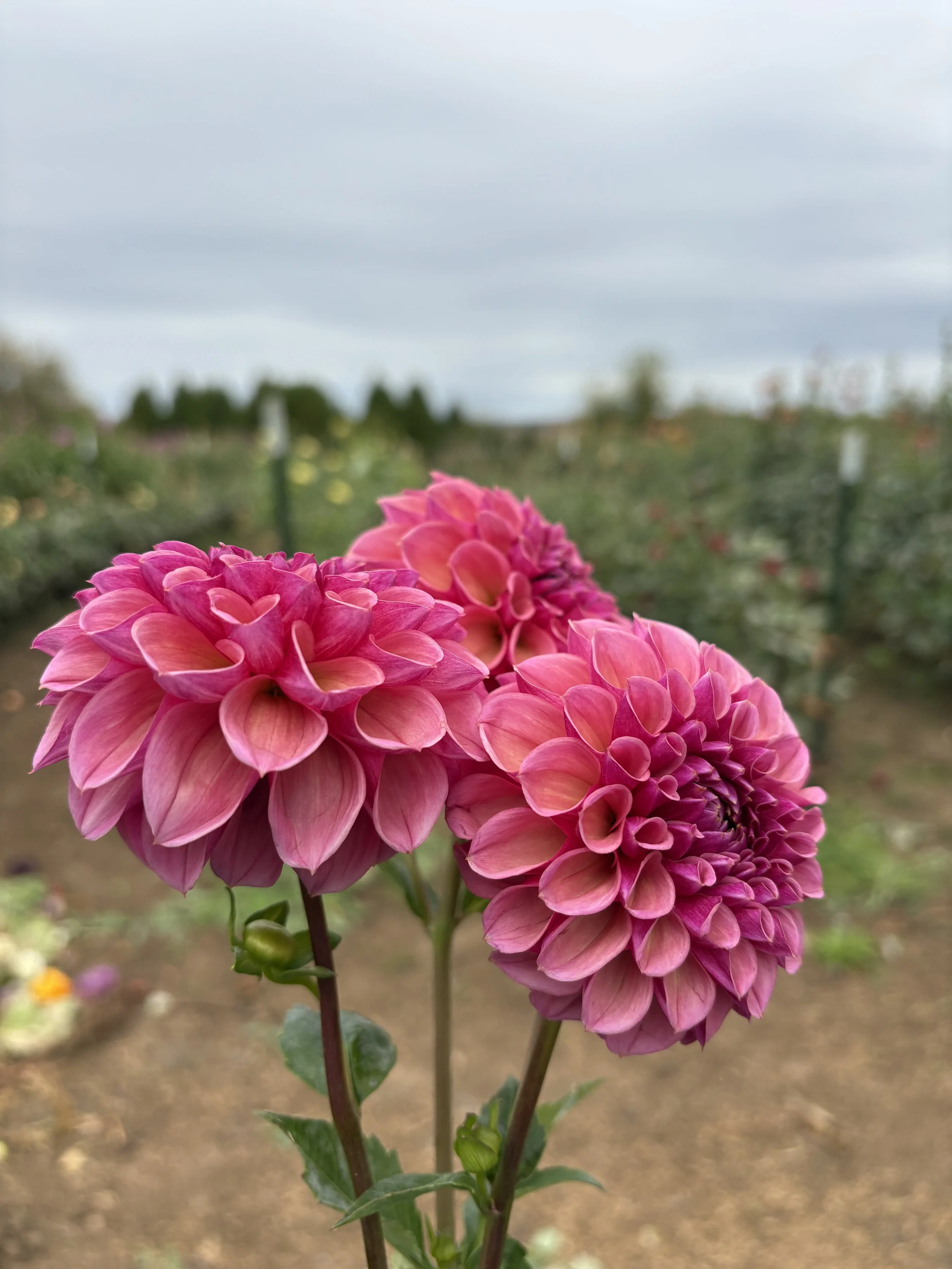 RM Berry Kiss 112.JPG