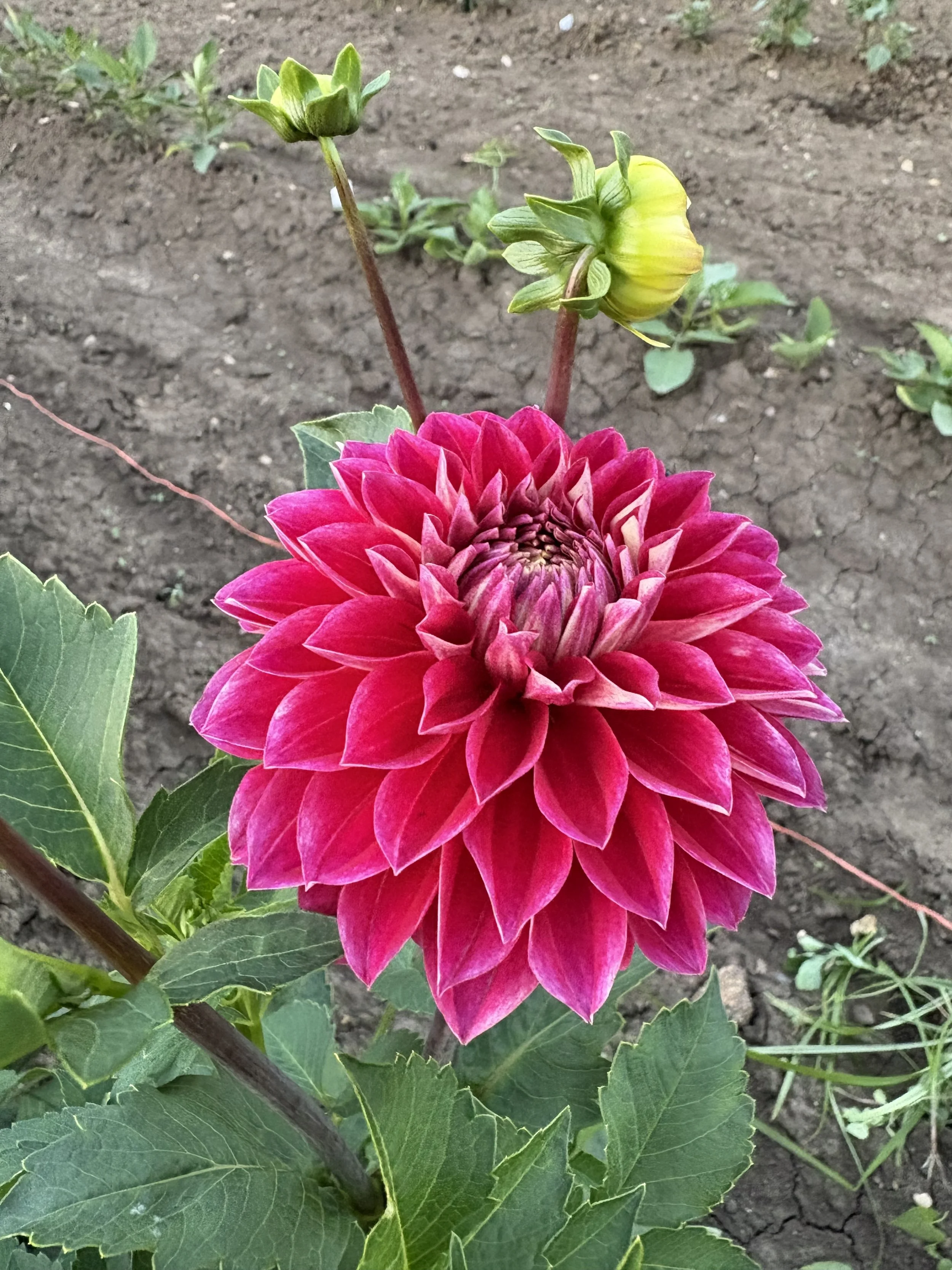 Hapet Cinderella8.JPG