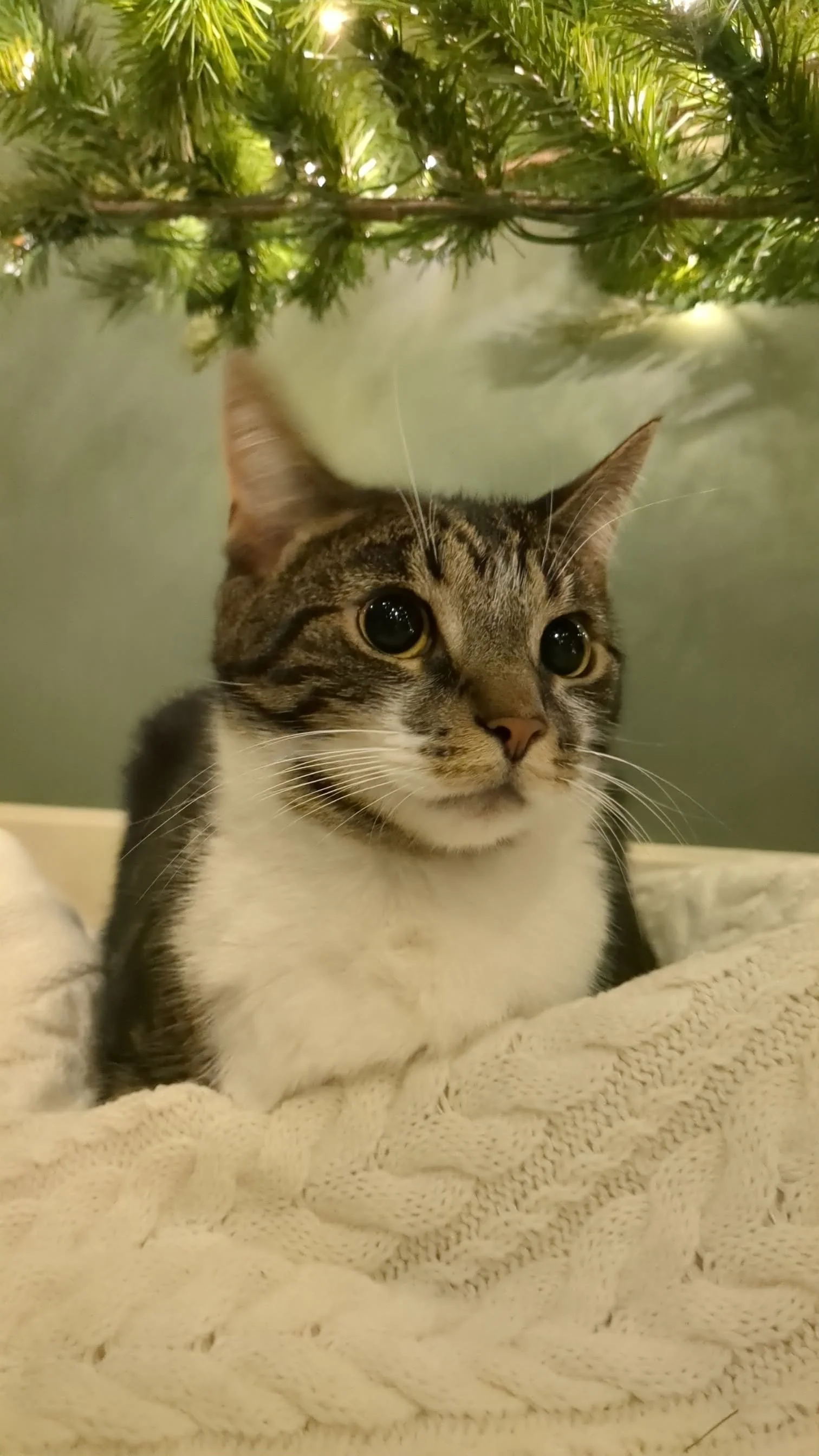 Franklin 2.jpg