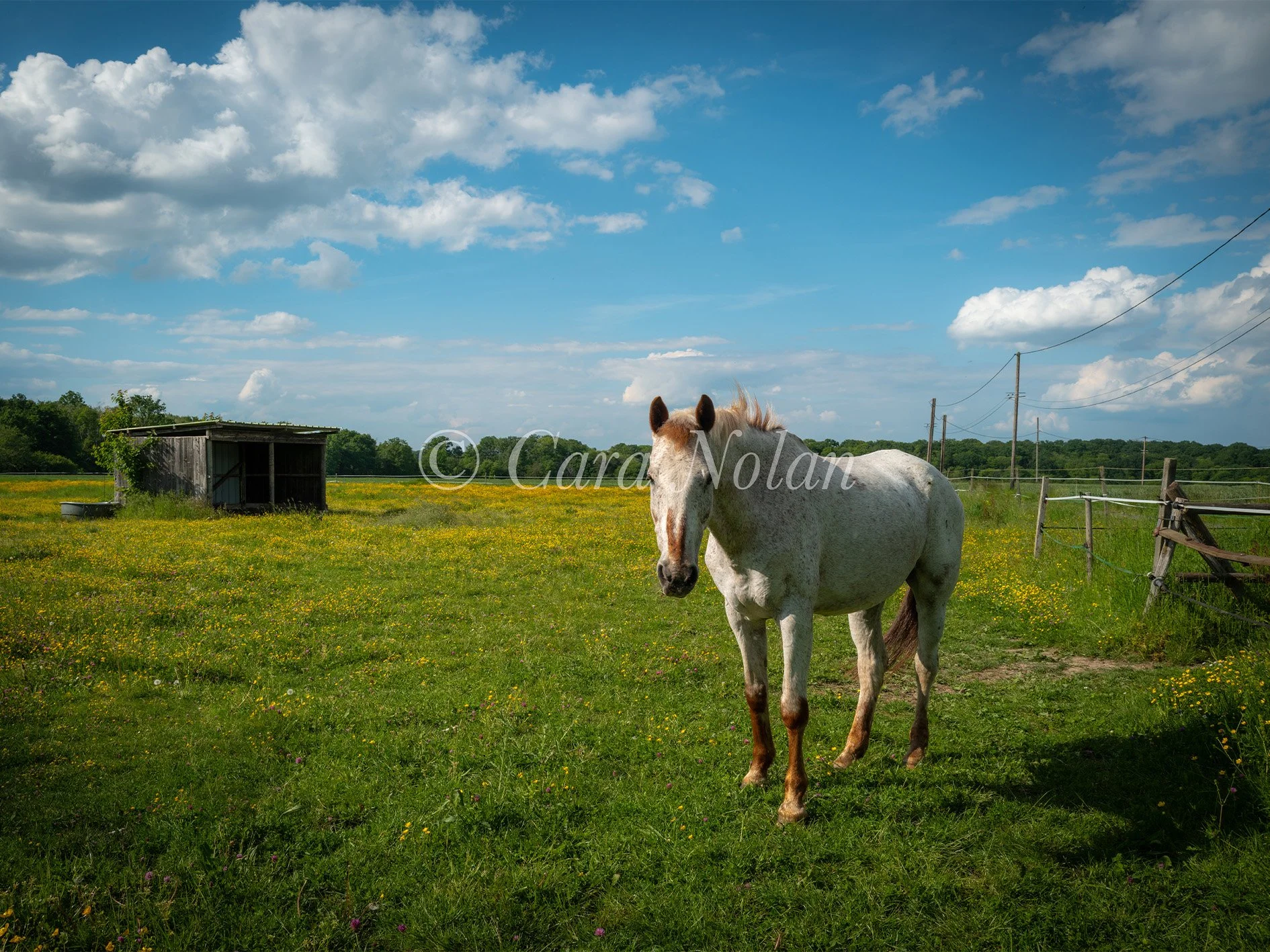whiterhorsereduced.jpg