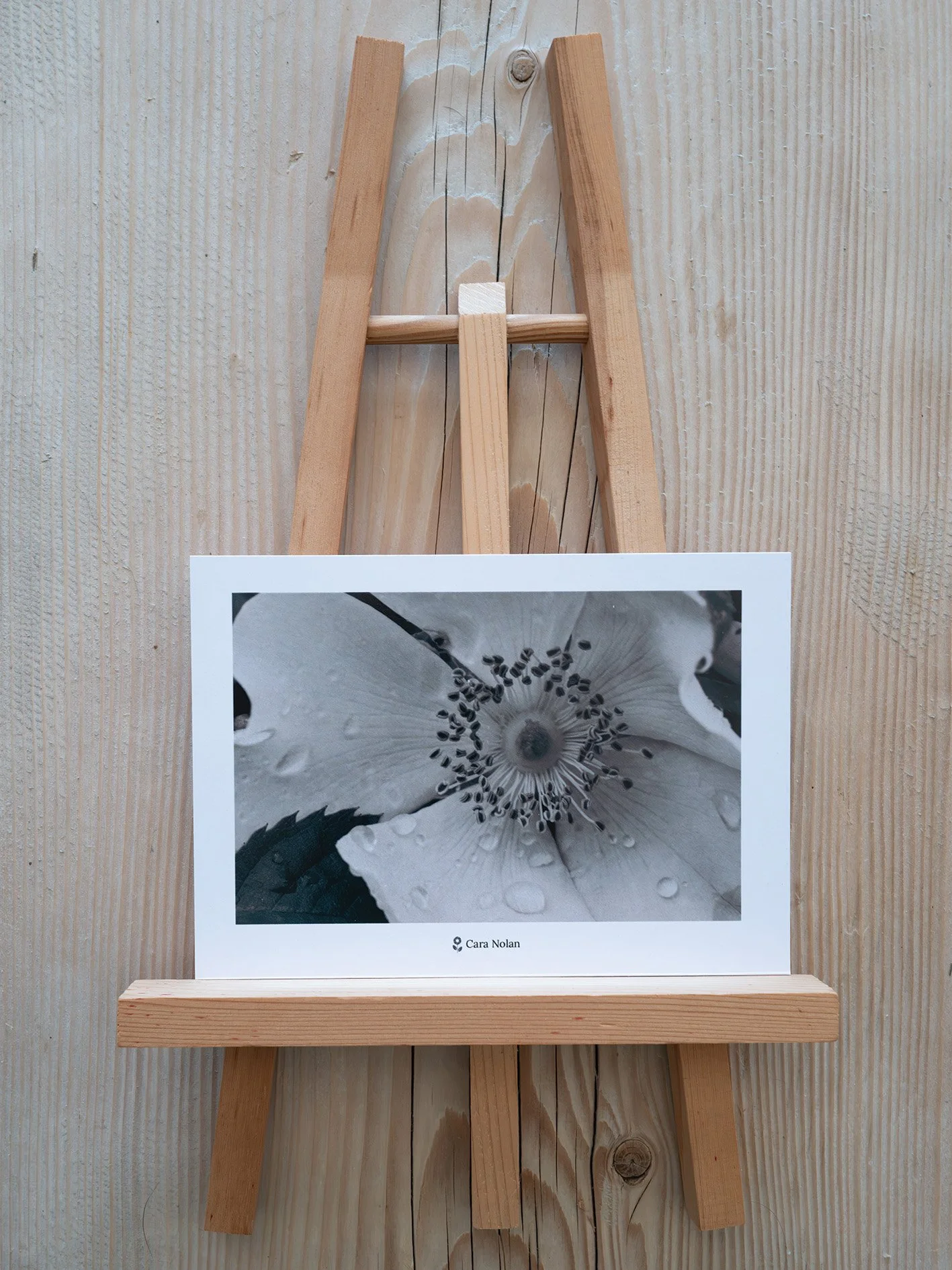 bwflower2.jpg