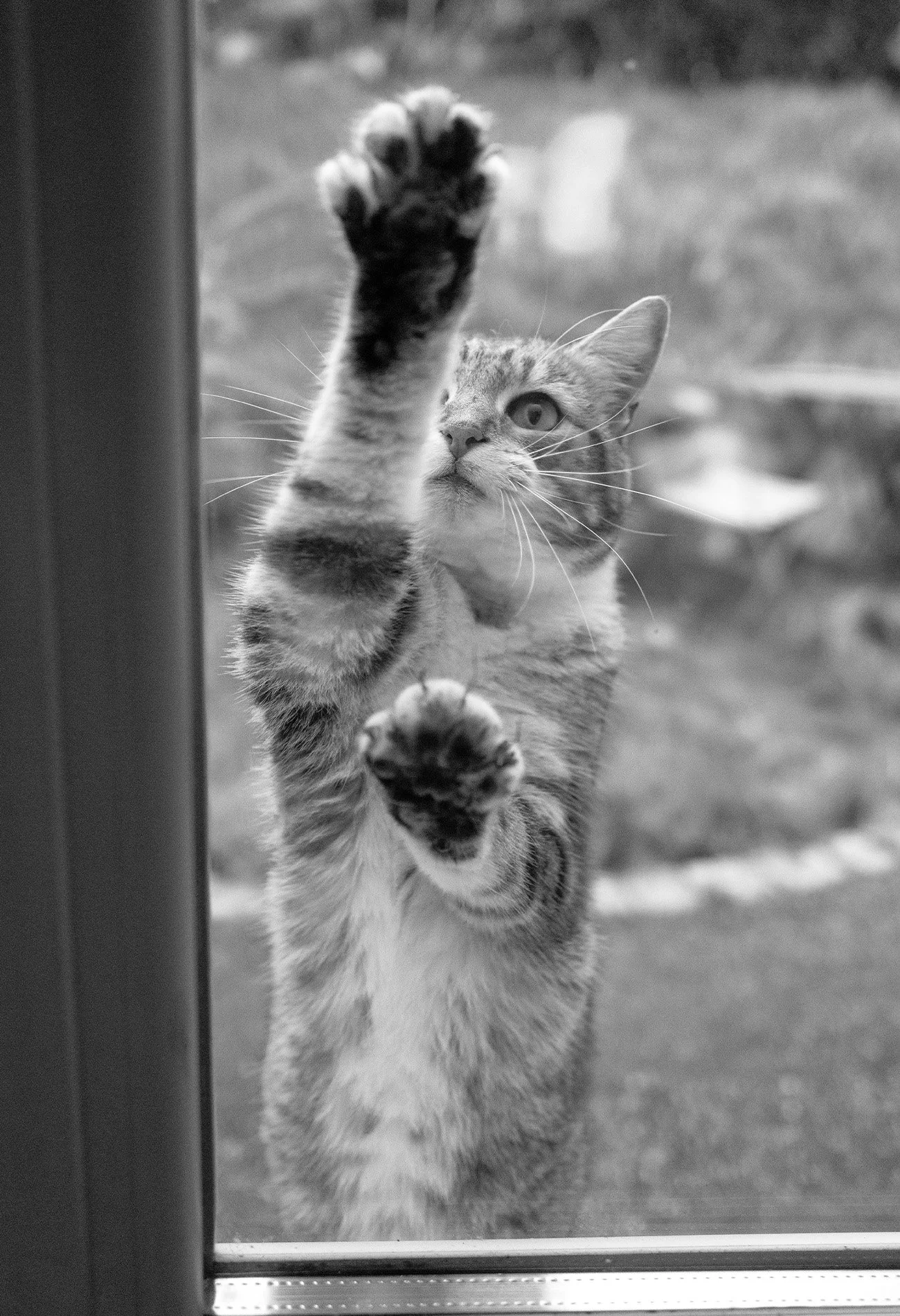 Pepperpaws.jpg
