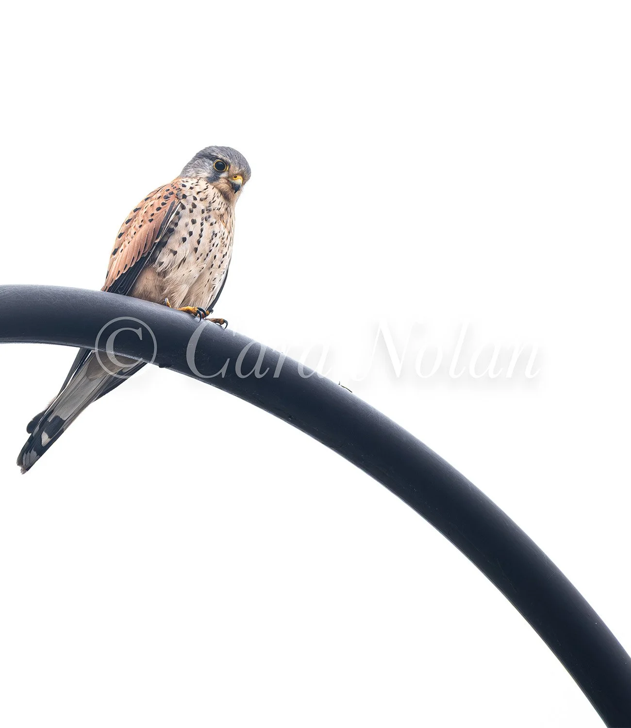 kestrel.jpg